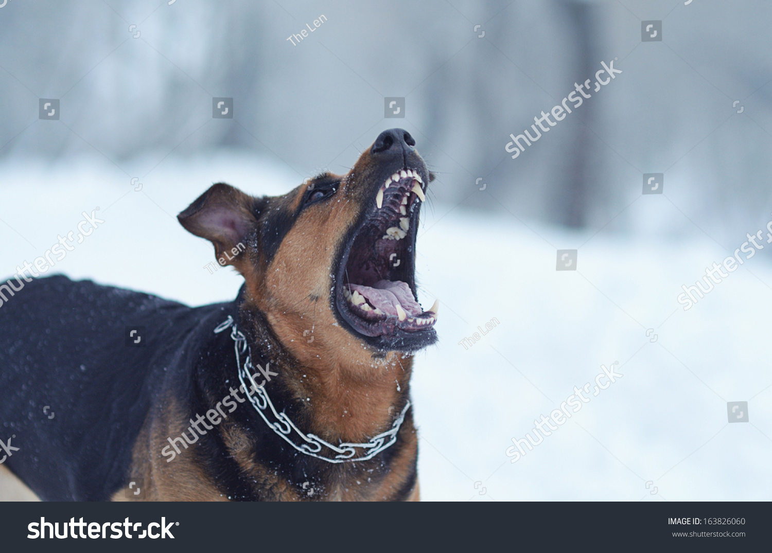 dog scared of snow