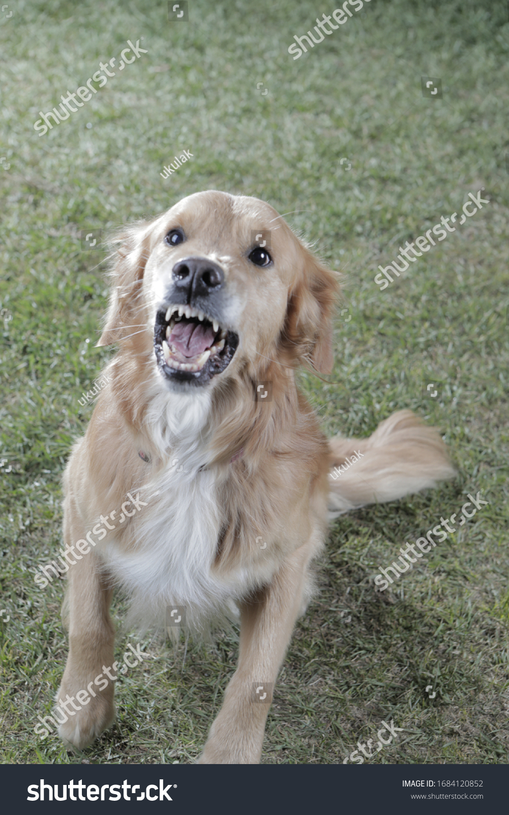 Angry Golden Retriever Barking On Someone Stock Photo Edit Now 1684120852