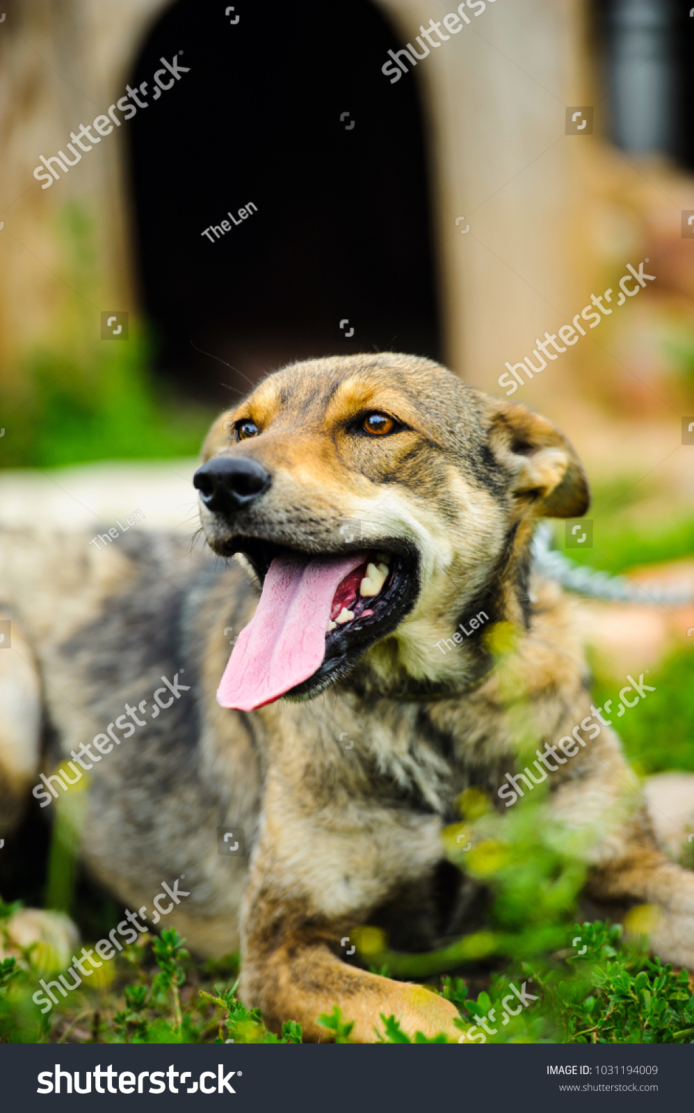 Angry Guard Dog Stock Photo (Edit Now) 1031194009