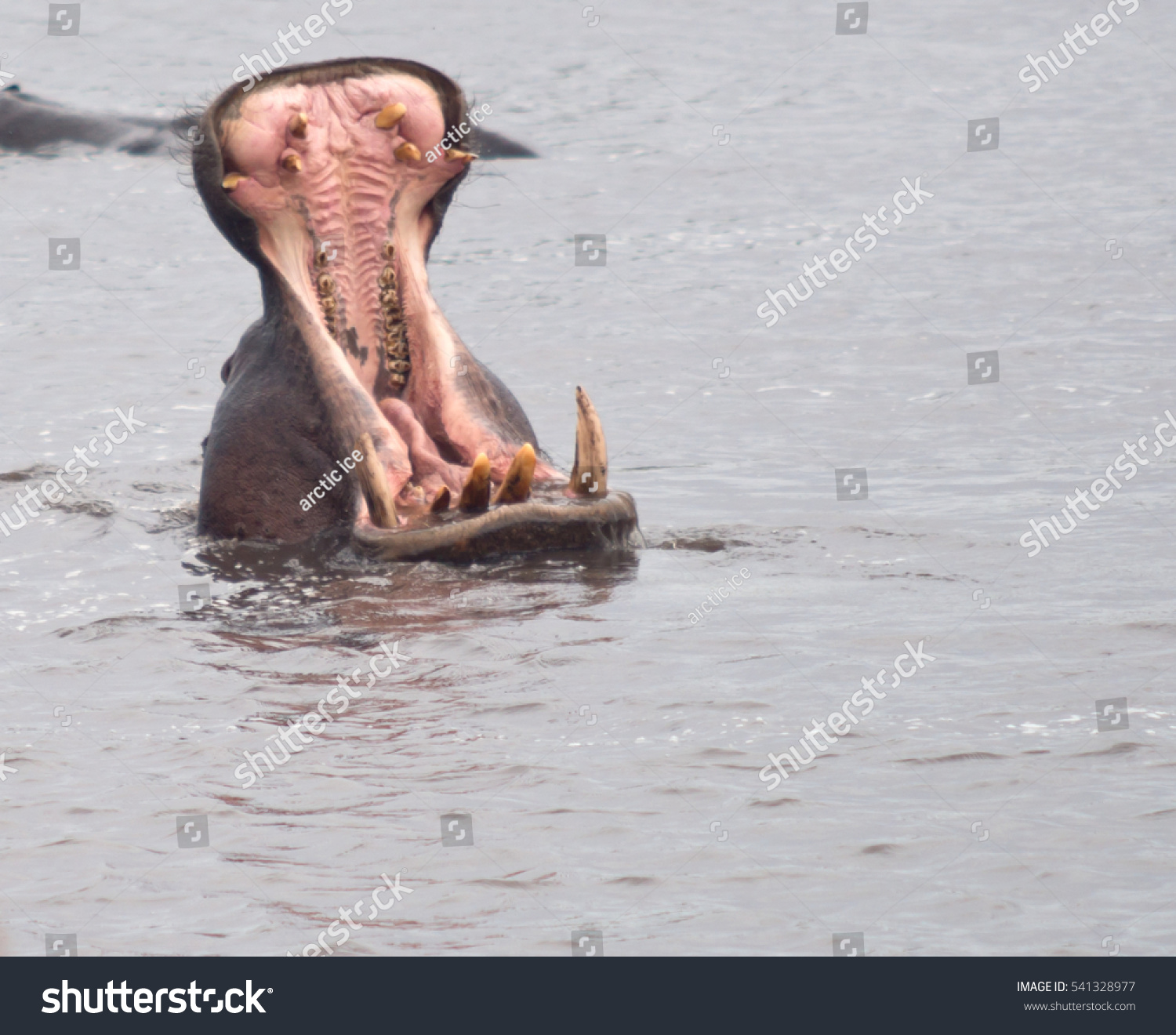 Angry Hippo With Open Mouth Stock Photo 541328977 : Shutterstock