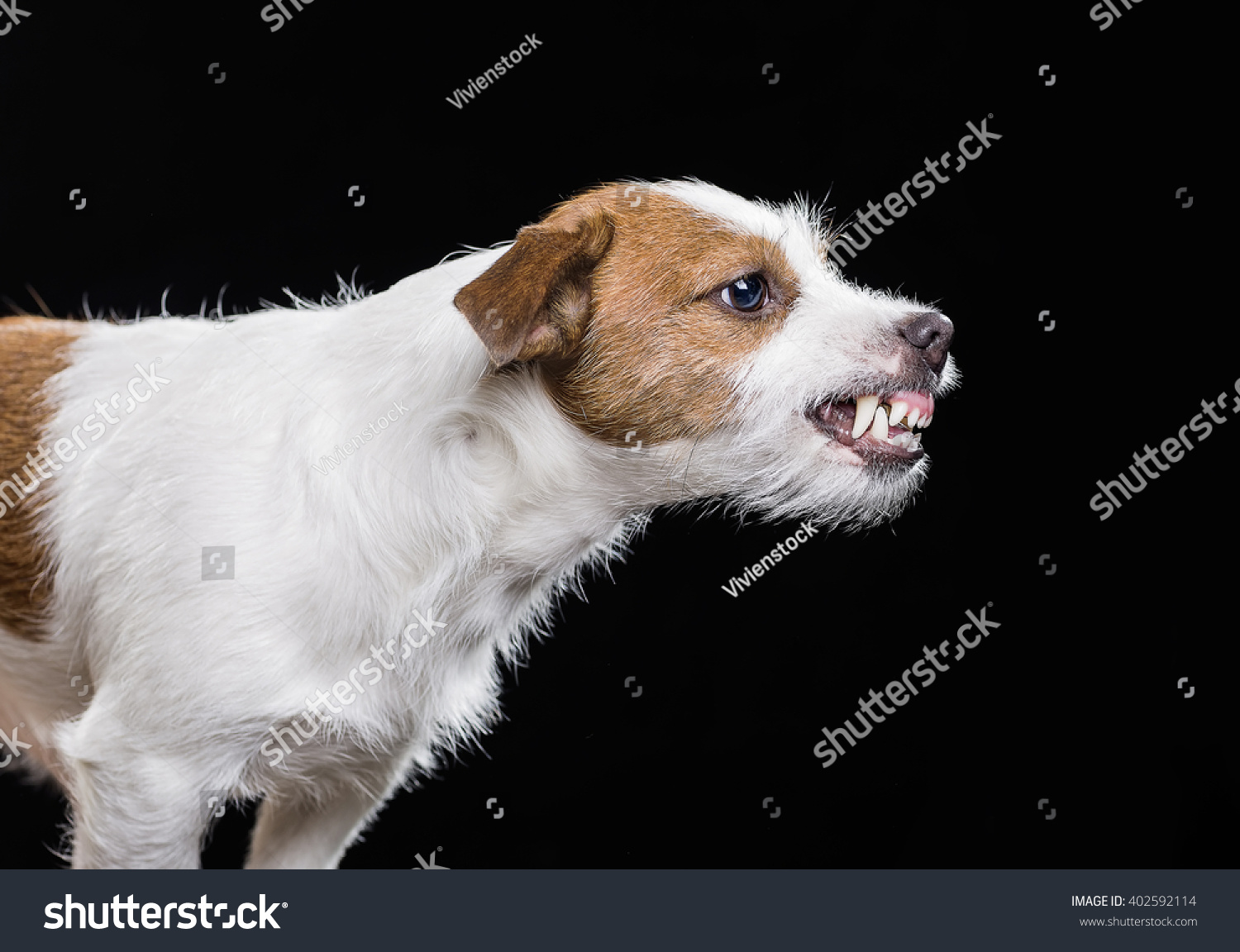 australian shepherd jack russell terrier angry jack russell terrier stock photo 402592114 shutterstock australian shepherd jack russell terrier angry jack russell terrier stock photo 402592114 shutterstock