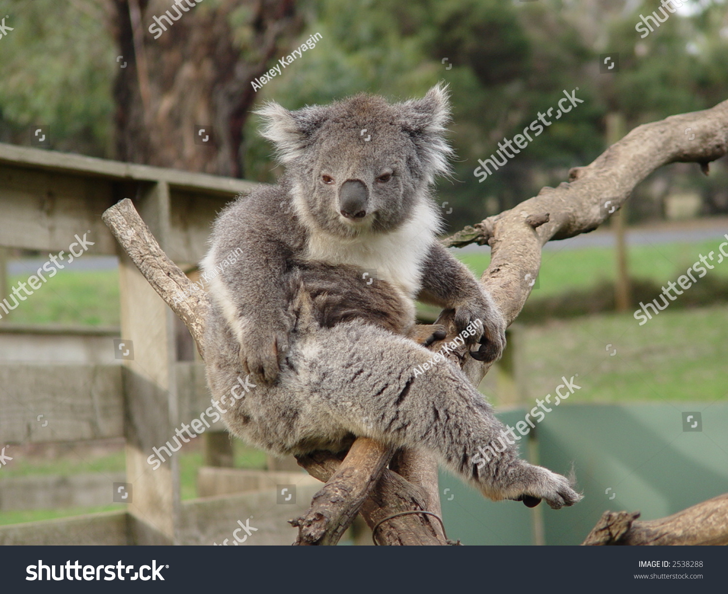 angry: 44+ Angry Koala Bear Sounds PNG