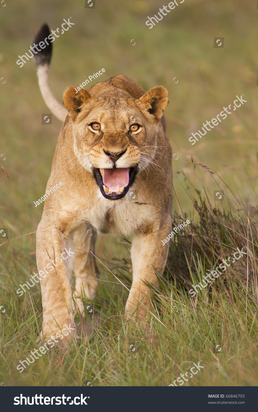 Angry Lioness Charging Stock Photo 66846793 - Shutterstock