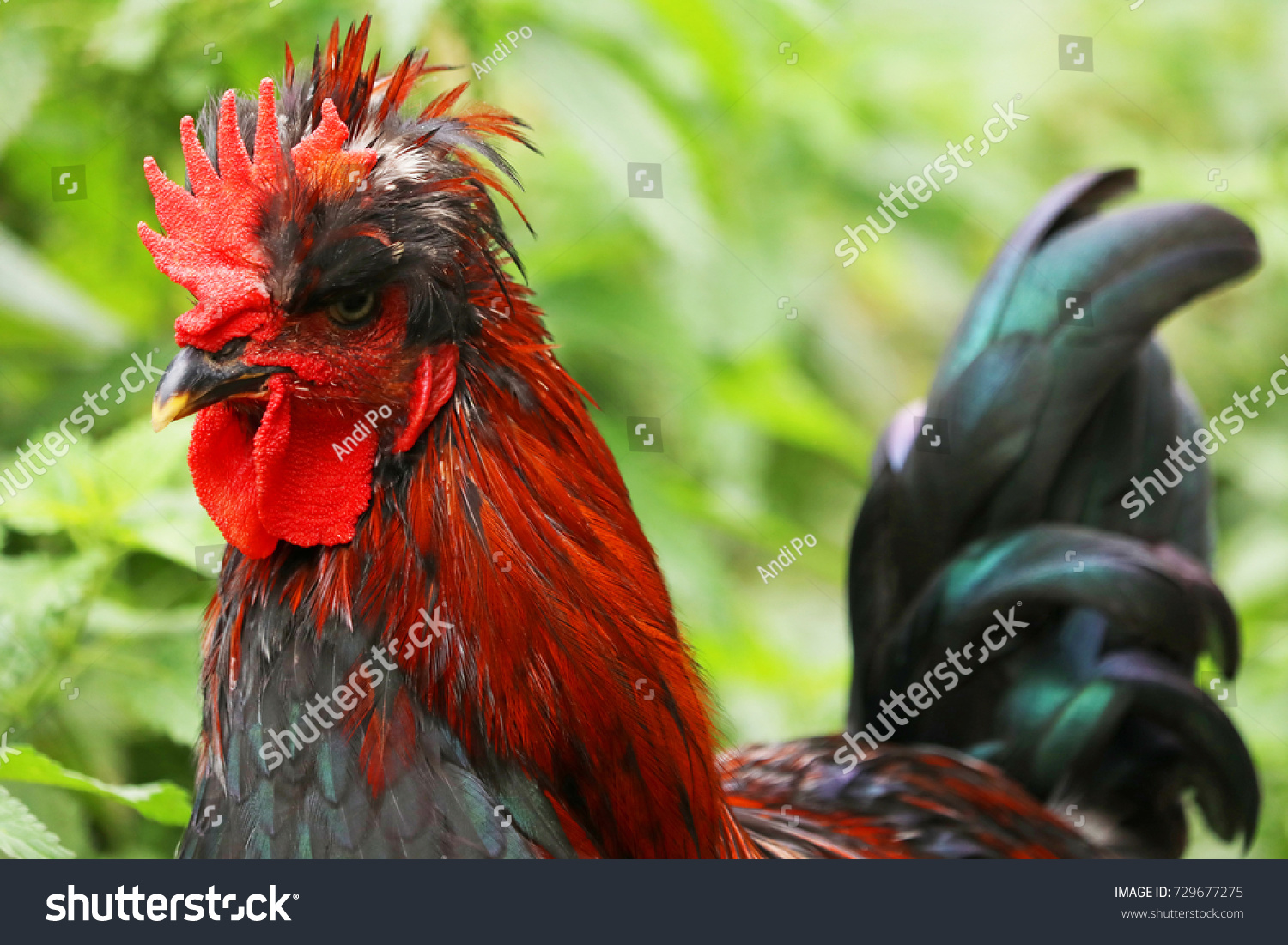 angry-look-stock-photo-729677275-shutterstock