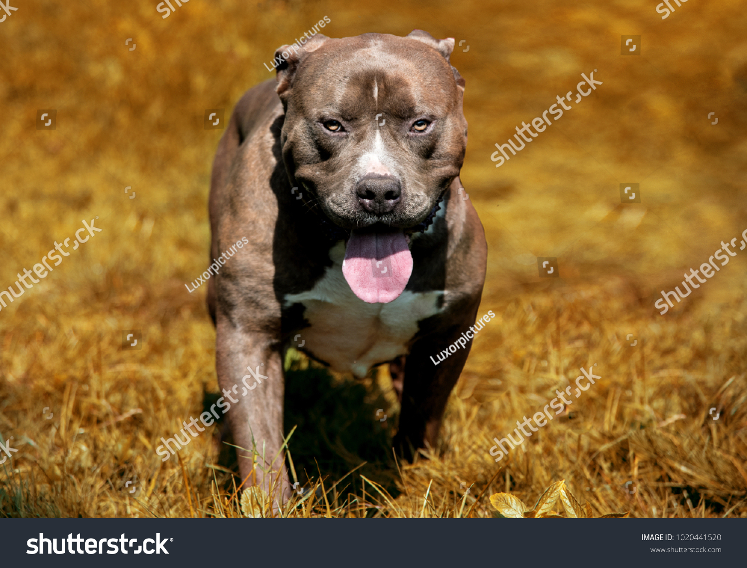 Angry Pitbull American Bully Animals Wildlife Stock Image 1020441520
