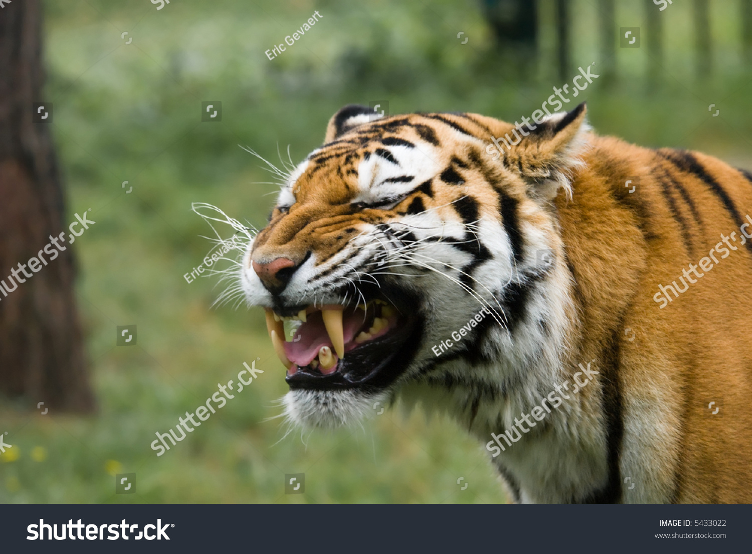 Angry Tiger Showing Big Sharp Teeth Stock Photo 5433022 - Shutterstock