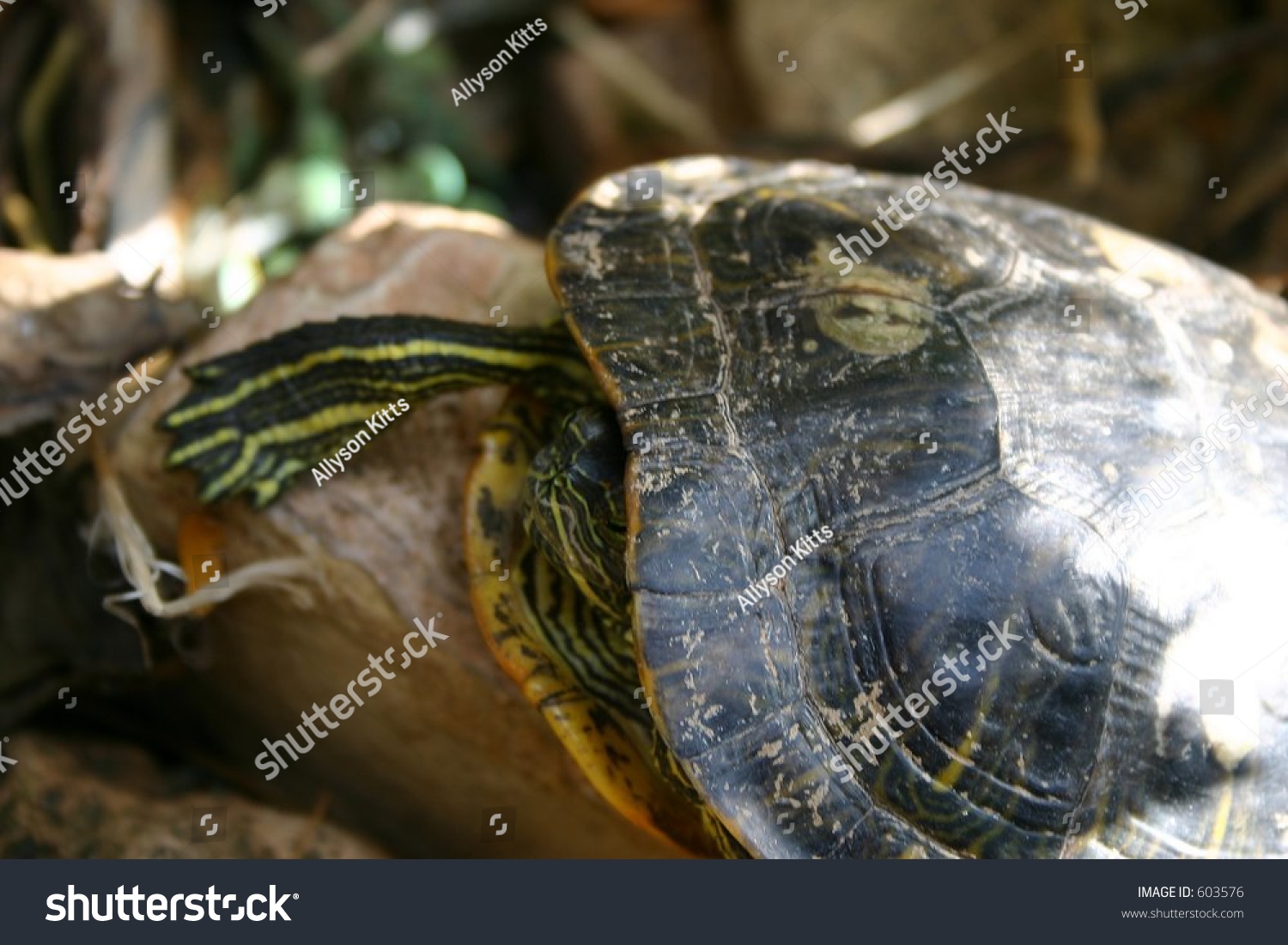 Angry Turtle Stock Photo 603576 : Shutterstock