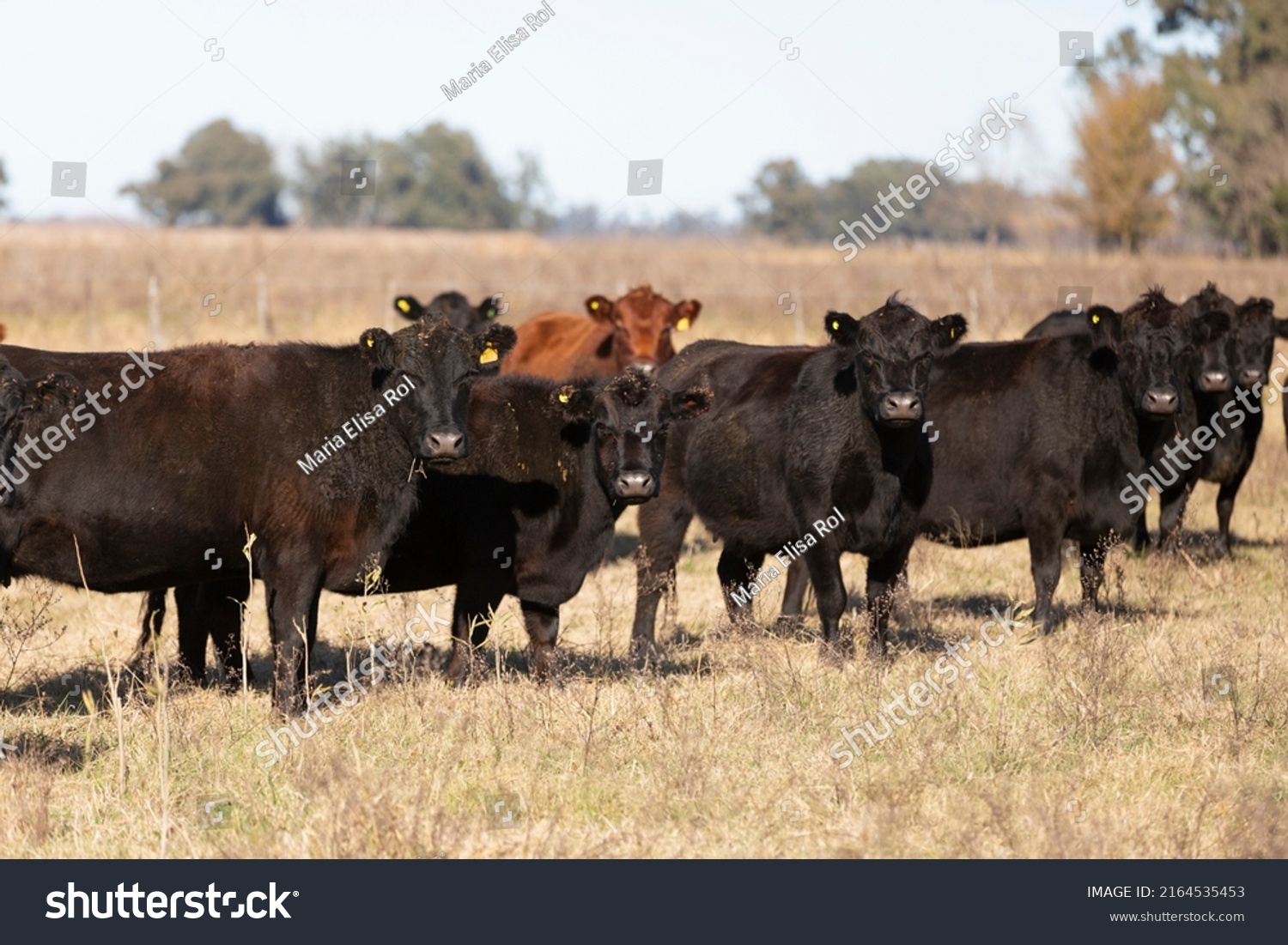 Angus Animal Portrait Field Stock Photo 2164535453 | Shutterstock