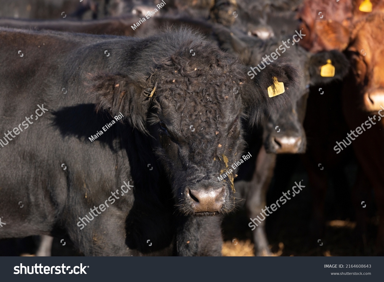 Angus Cattle Looking Camera Autumn Days Stock Photo 2164608643 ...