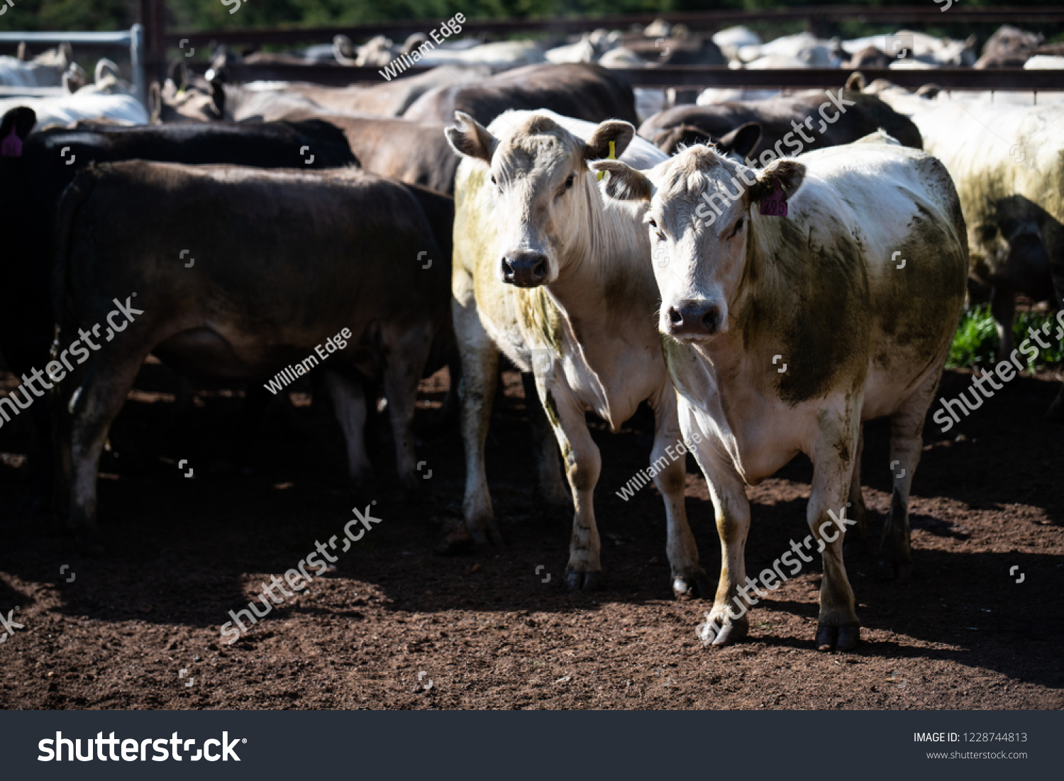 Angus Cattle Portraits Stock Photo (Edit Now) 1228744813