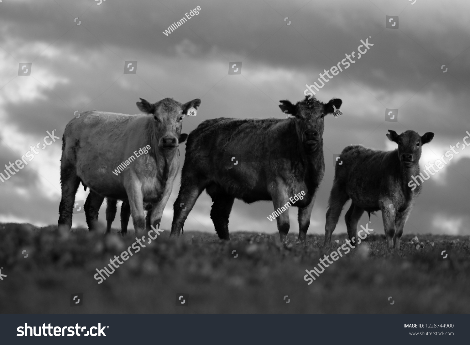 Angus Cattle Portraits Stock Photo 1228744900 | Shutterstock