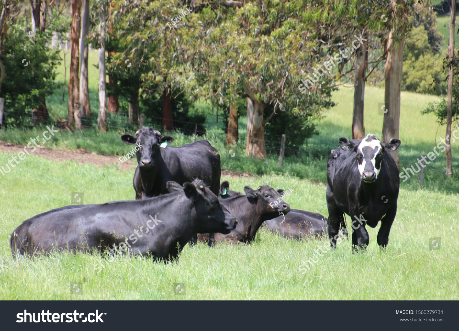 Angus Charolais Friesian Cross Cattle Being Stock Photo (Edit Now ...