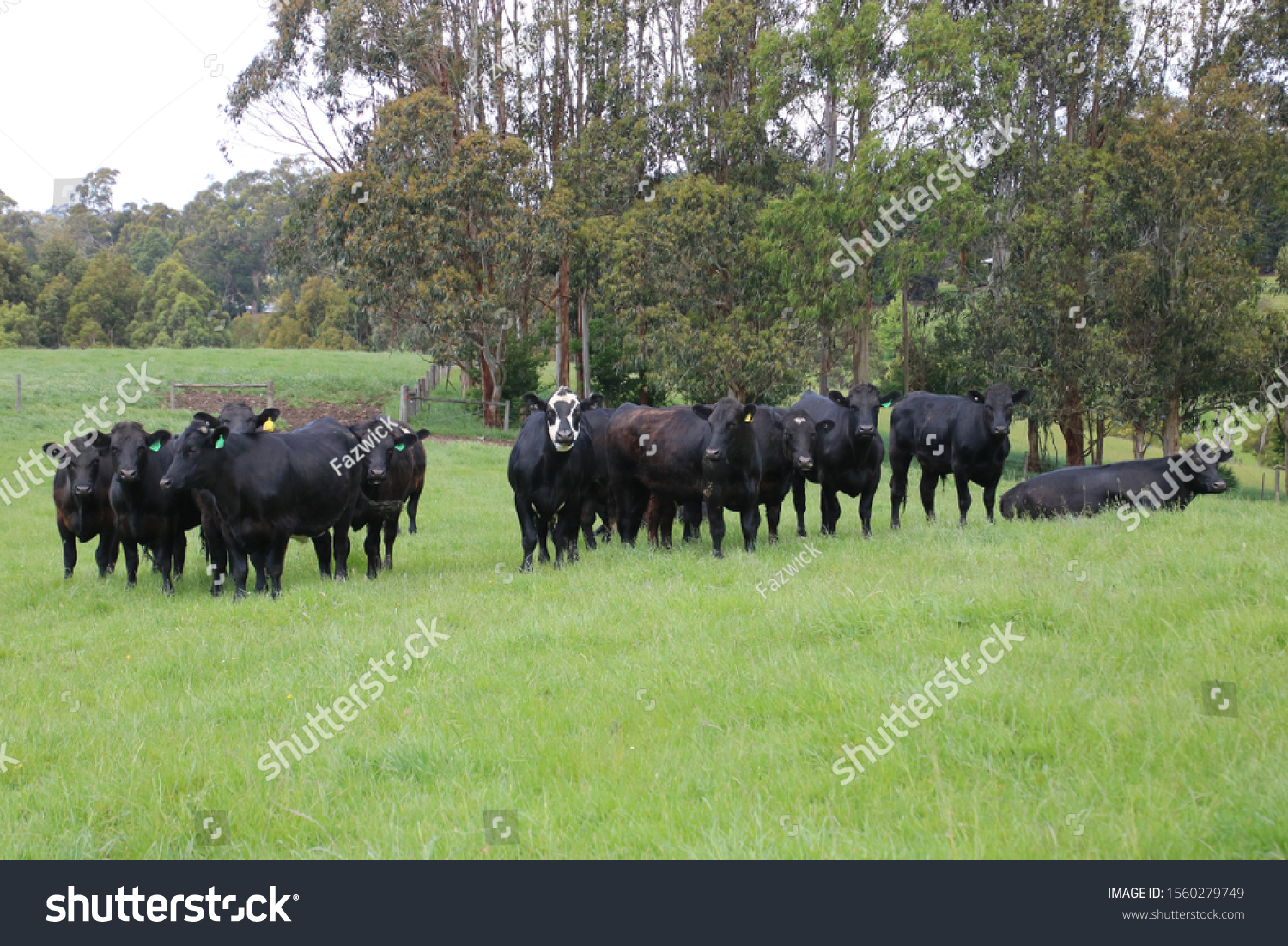 Angus Charolais Friesian Cross Cattle Being Stock Photo 1560279749 ...