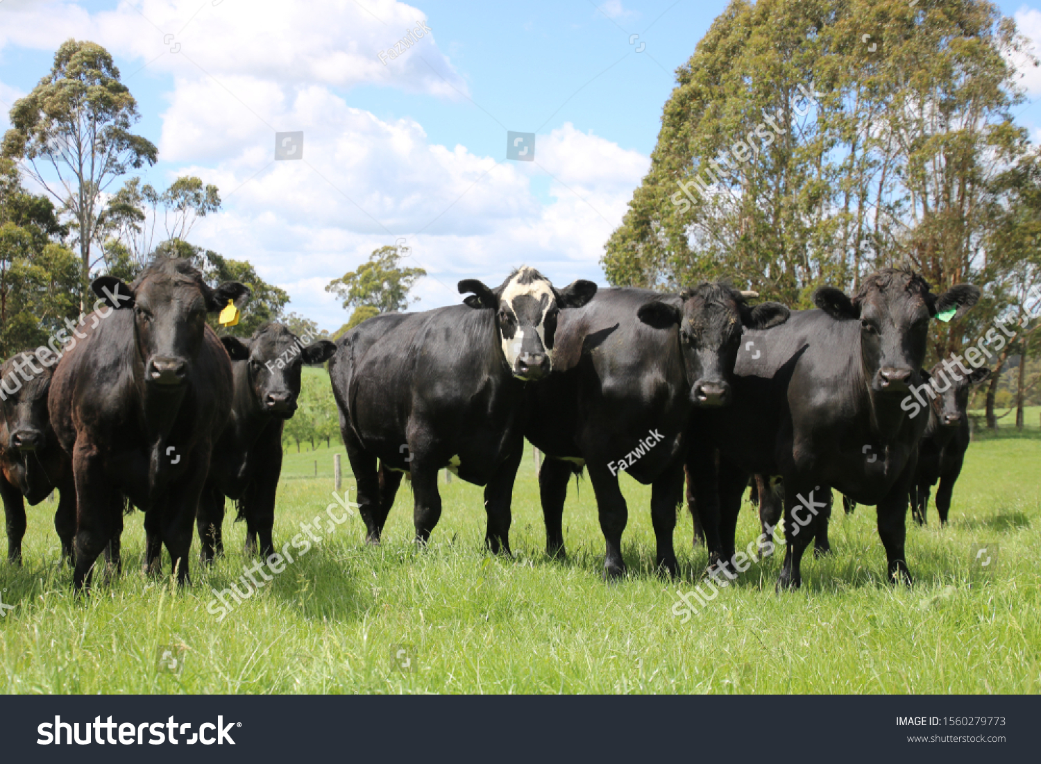 Angus Charolais Friesian Cross Cattle Being Stock Photo 1560279773 ...