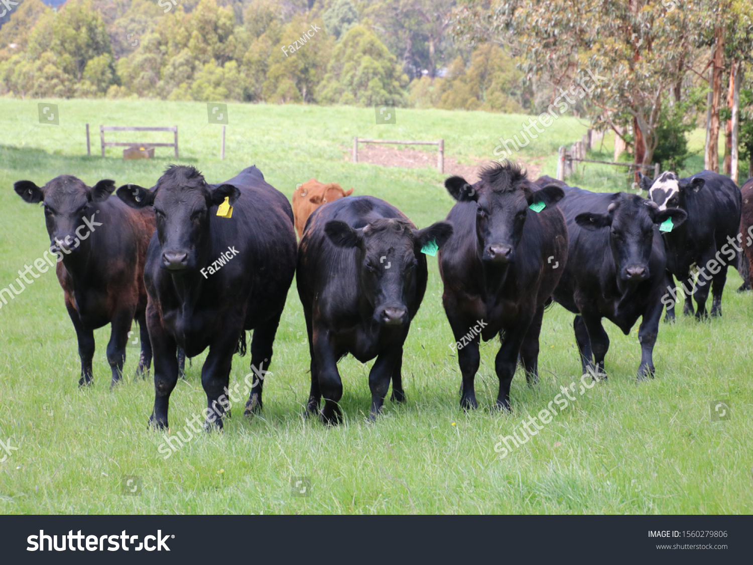 Angus Charolais Friesian Cross Cattle Being Stock Photo (Edit Now ...