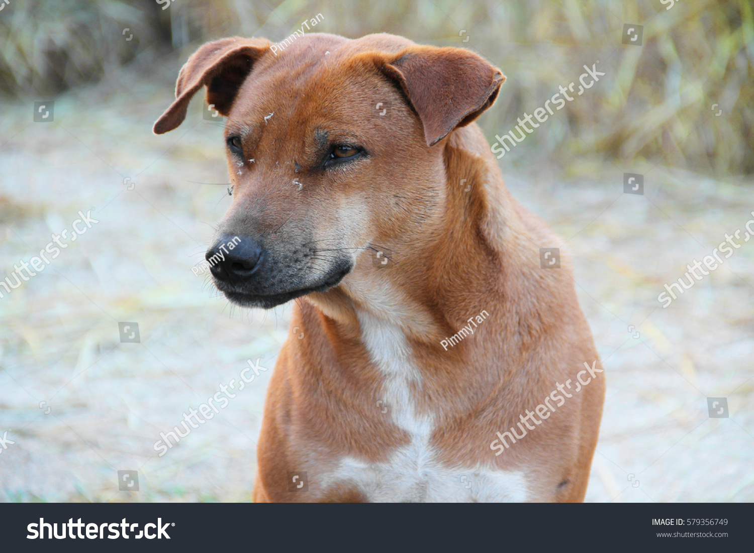 Animal Brown White Short Hair Vagrant Stock Photo Edit Now 579356749