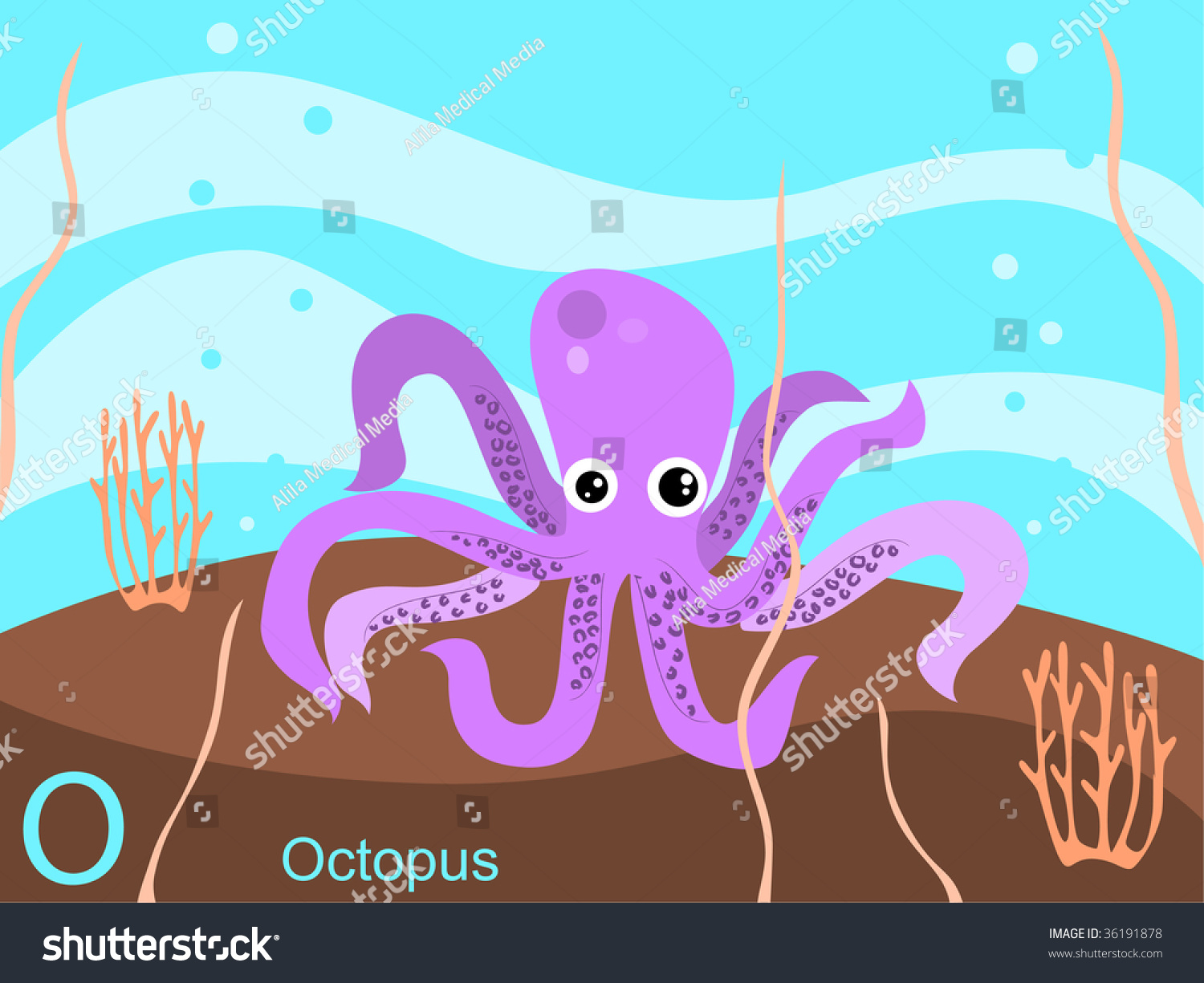 Animal Alphabet Flash Card, O For Octopus. Jpeg Format Stock Photo ...