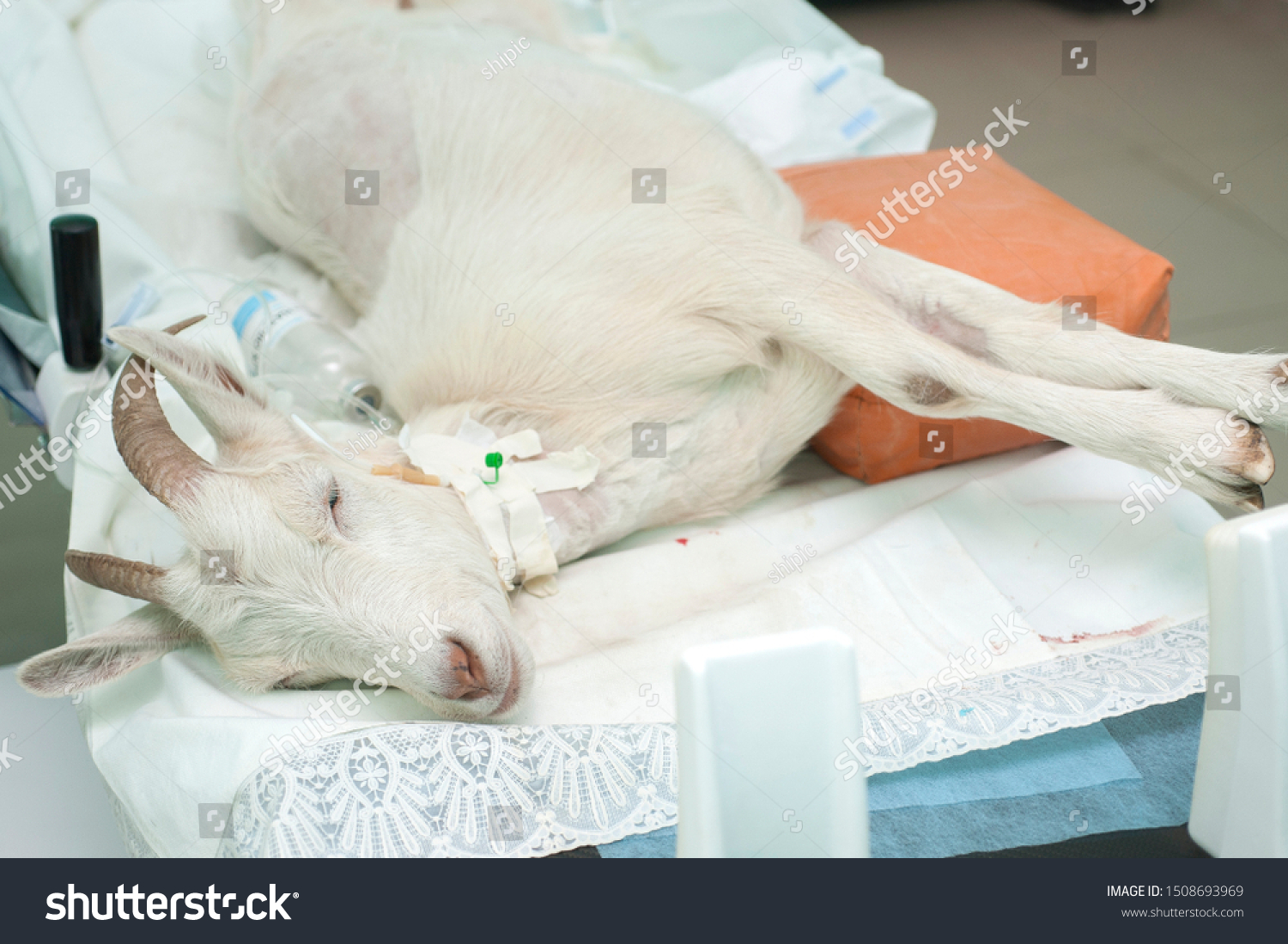 Animal Anesthesiaveterinary Care Animals Stock Photo Edit Now