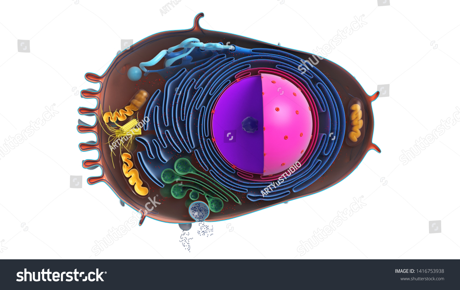 Animal Cell Section Multicolored Top View Stock Illustration 1416753938 ...