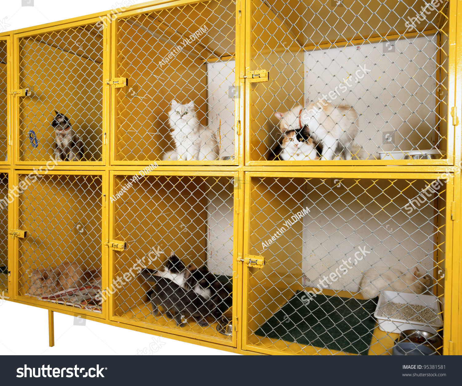 animal-clinic-stock-photo-95381581-shutterstock