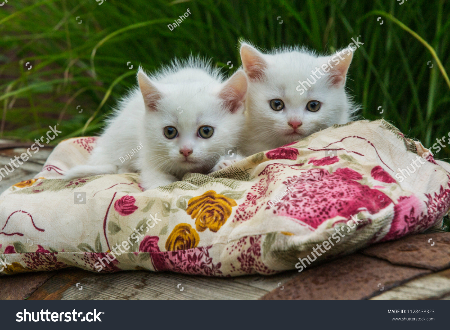 fluffy animals with big eyes