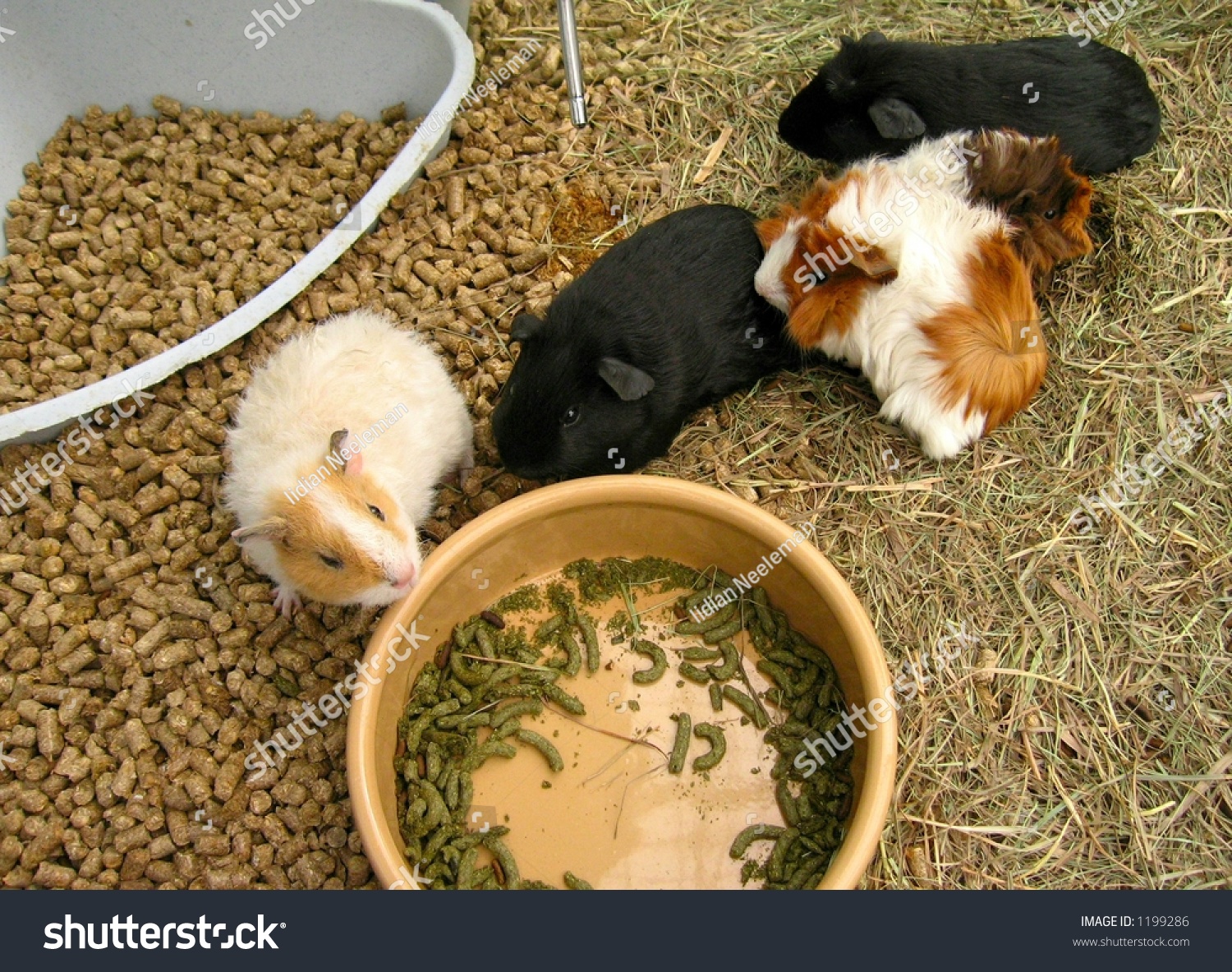 guinea pig shop