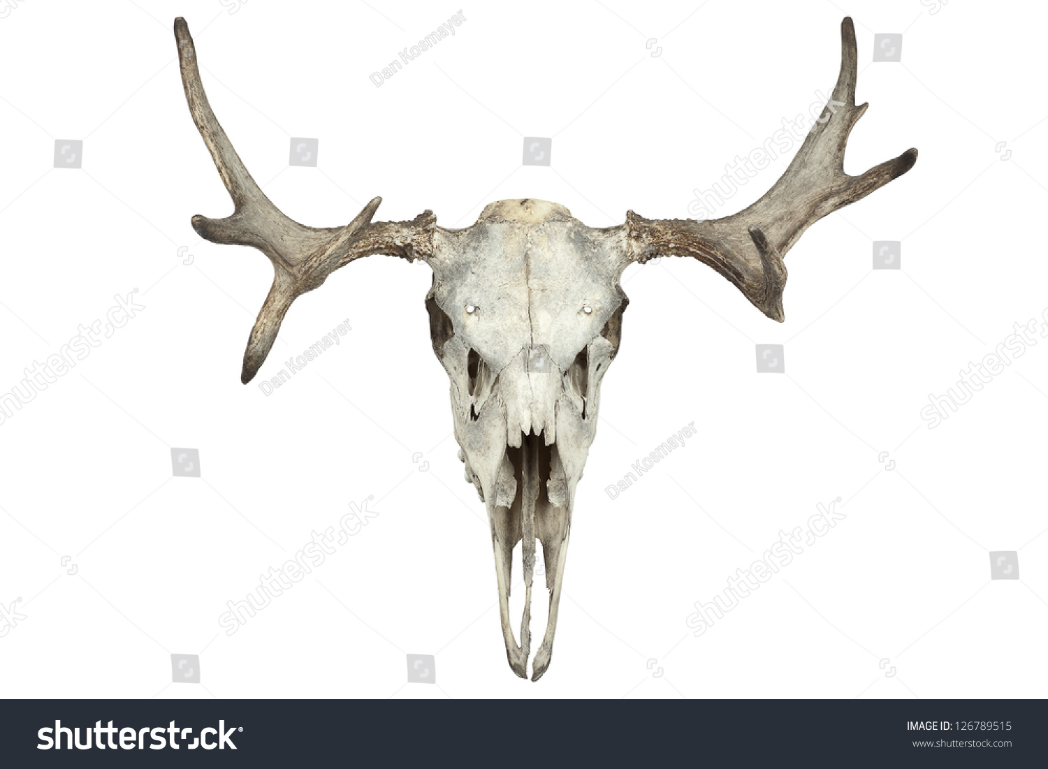 Animal Skull Isolated On White Stock Photo (Edit Now) 126789515