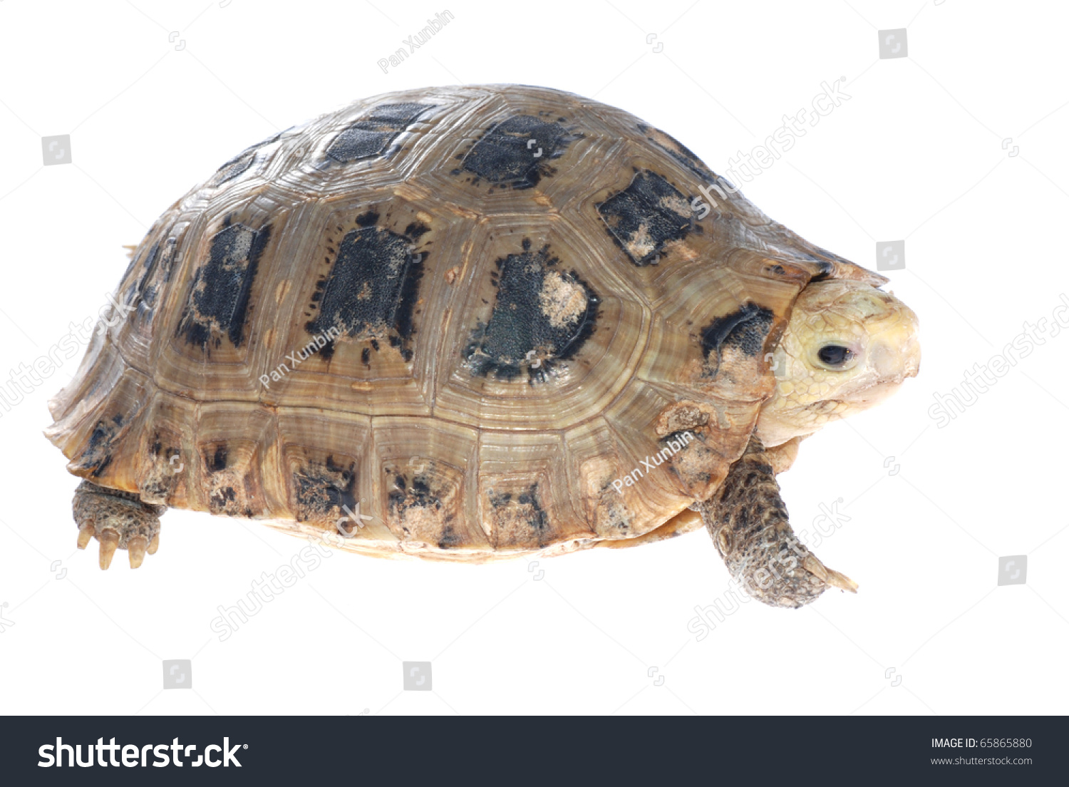 Animal Turtle Tortoise Isolated In White Background Stock Photo ...