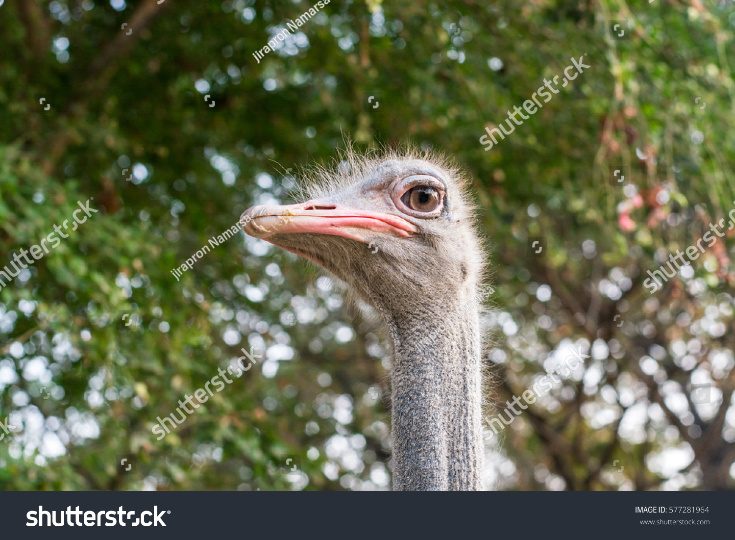 Animals Trapped Zoo Stock Photo Edit Now 577281964 Animals Trapped Zoo Stock Photo Edit Now 577281964