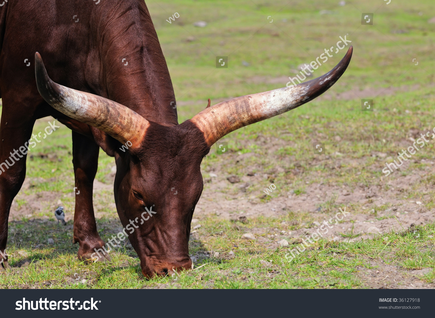 Are watusi cattle good to eat