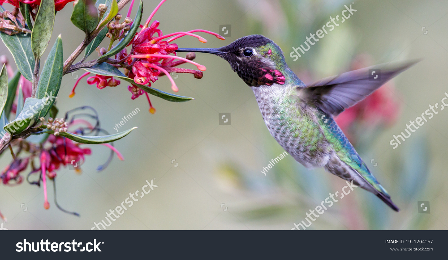 Hummingbird Images Stock Photos Vectors Shutterstock