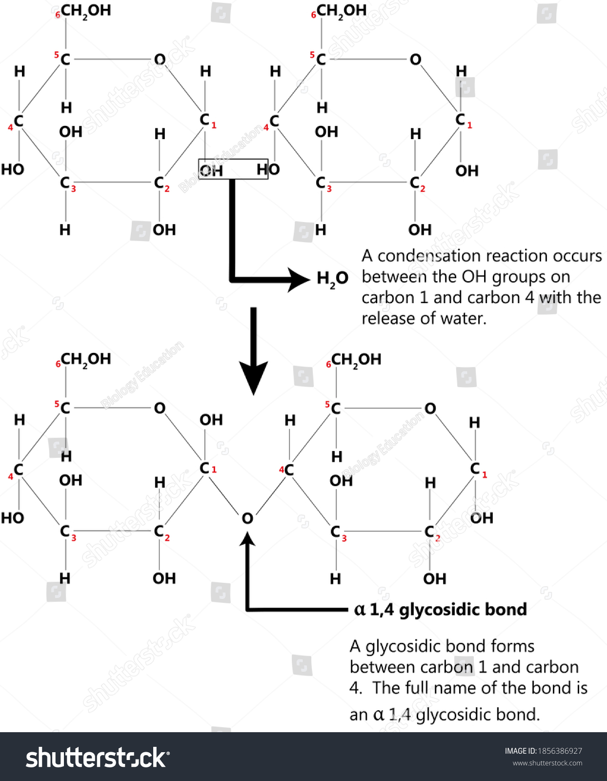 Annotated Diagram Showing Formation Maltose Stock Illustration 1856386927