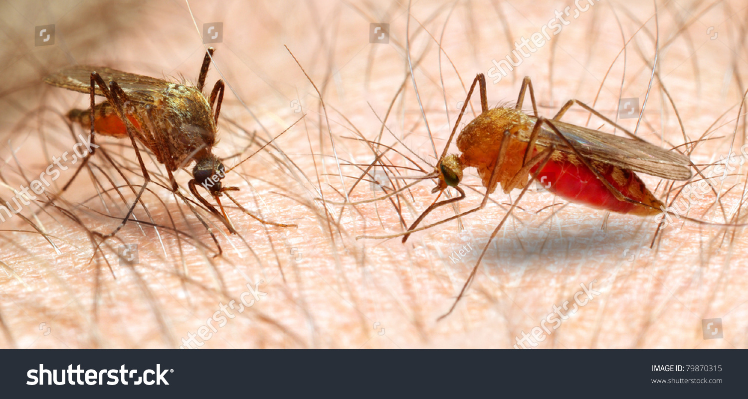 Anopheles Mosquito Dangerous Vehicle Infection Close Stock Photo (Edit