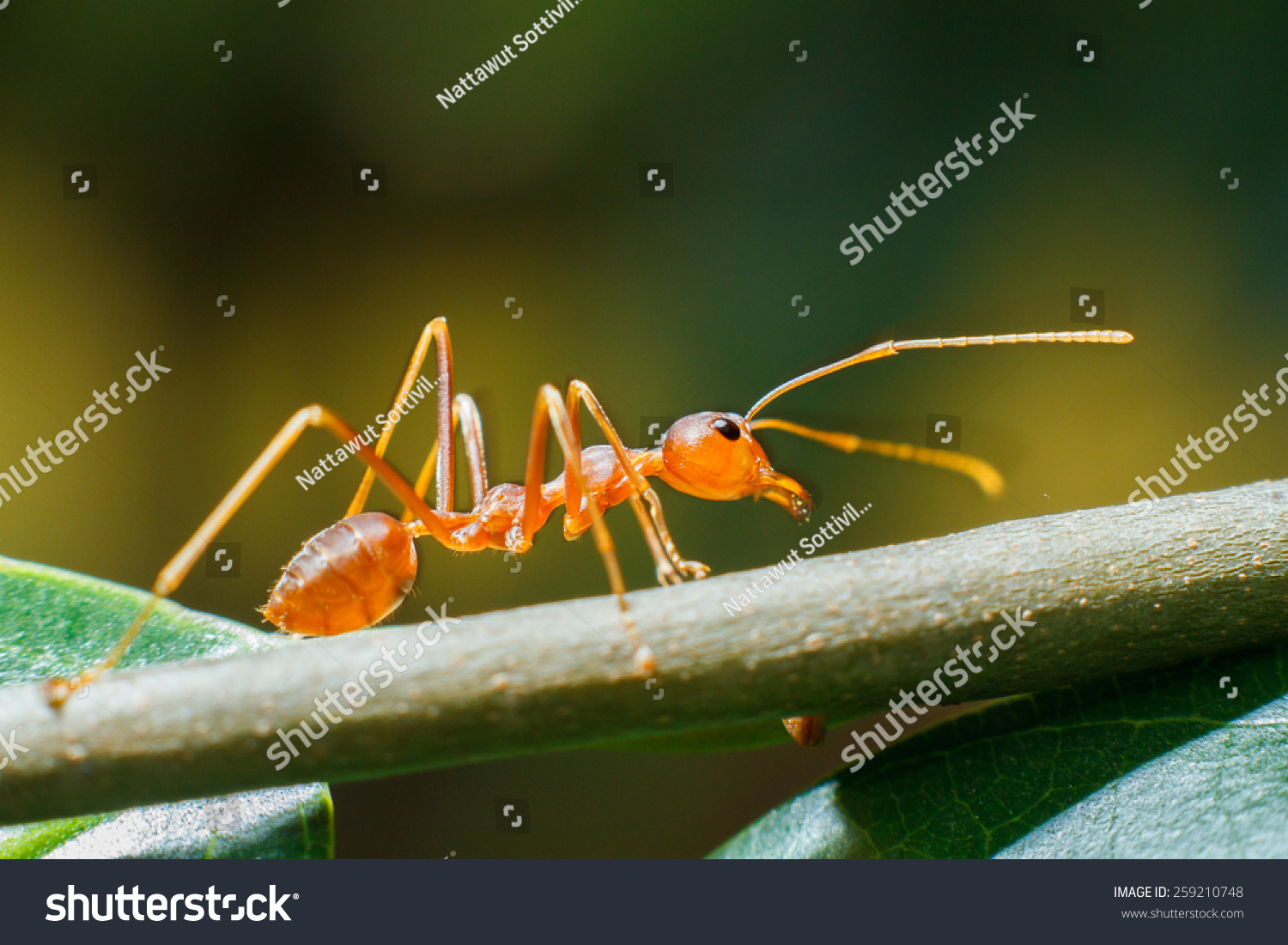 Ant Ant Ant Stock Photo Shutterstock