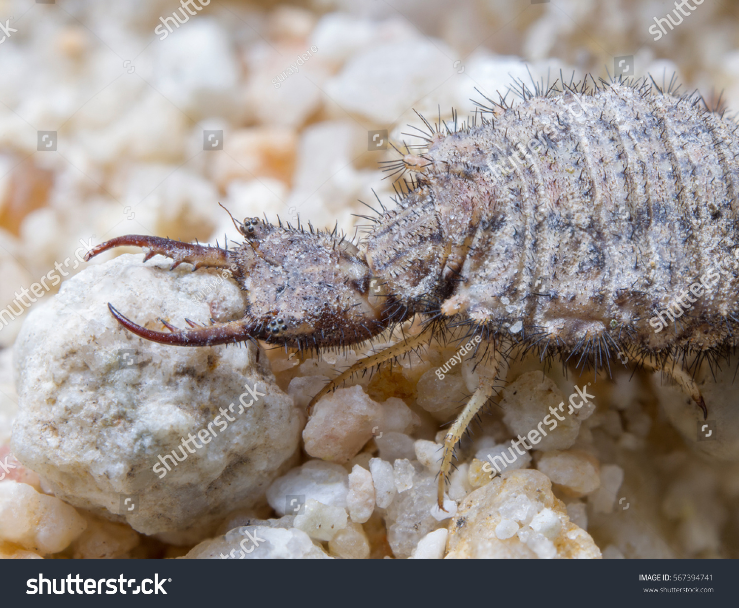 Ant-lions Images, Stock Photos & Vectors | Shutterstock
