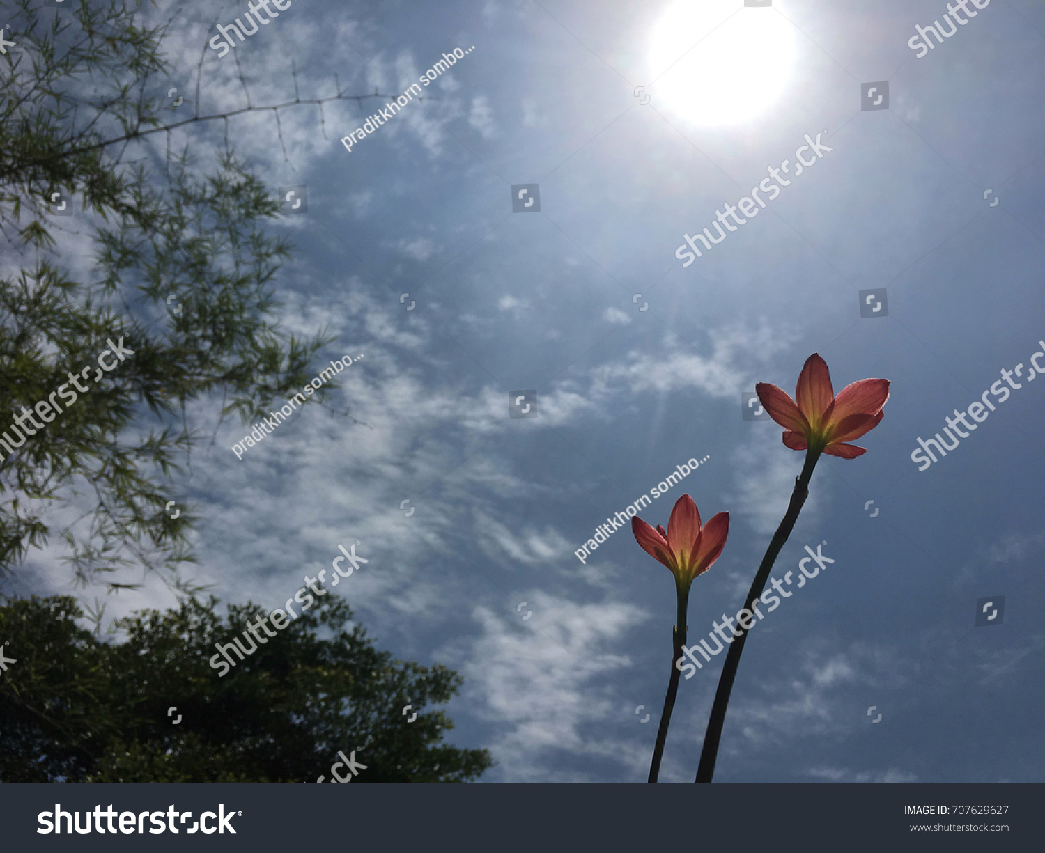 Tulip Shrenka: description and place of growth. What is the difference between the Schröck tulip and the Bieberstein tulip Tulip Shrenka: description and place of growth. What is the difference between the Schröck tulip and the Bieberstein tulip