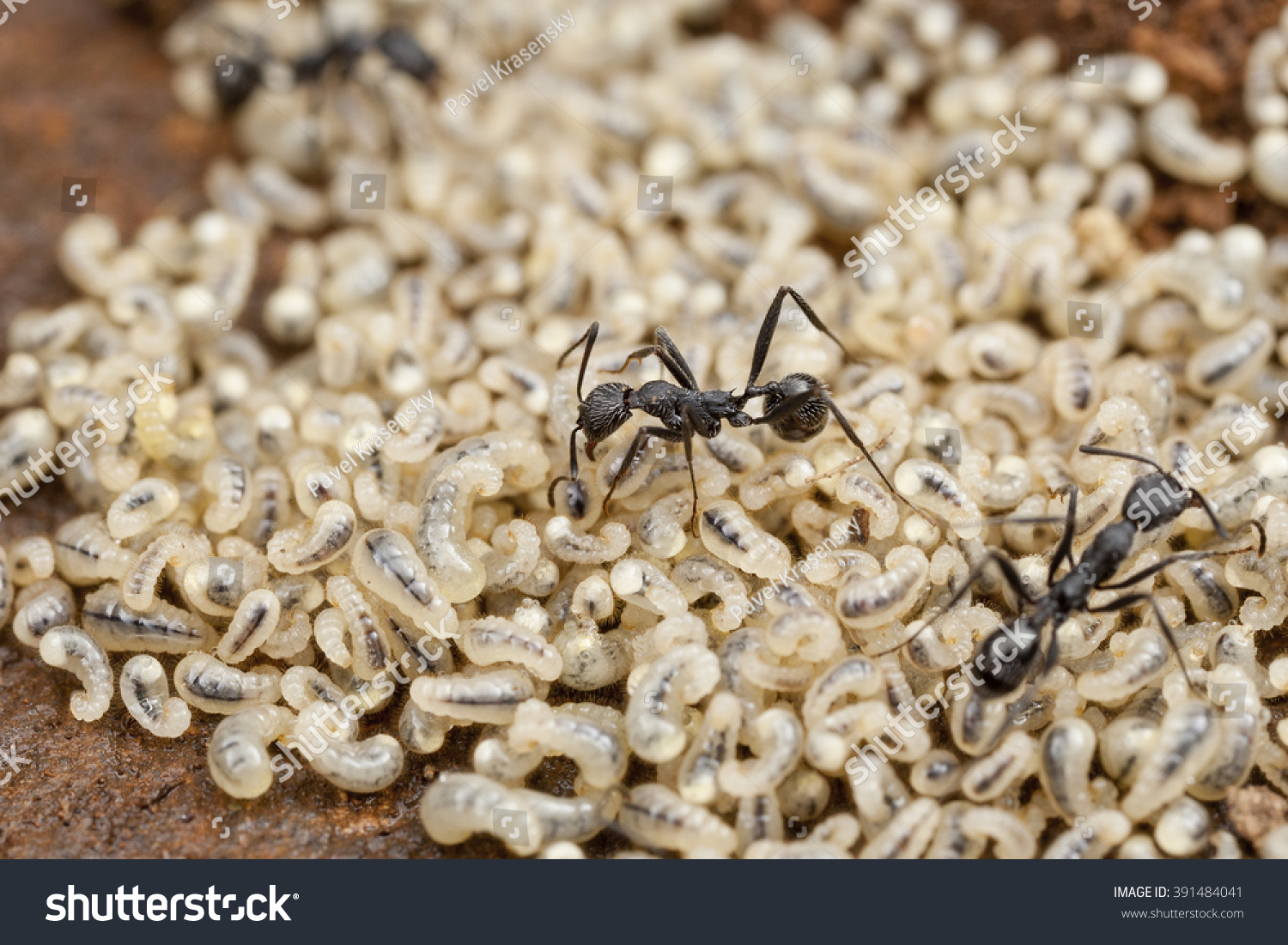 Ant With Larvae, Morocco, Africa Stock Photo 391484041 : Shutterstock