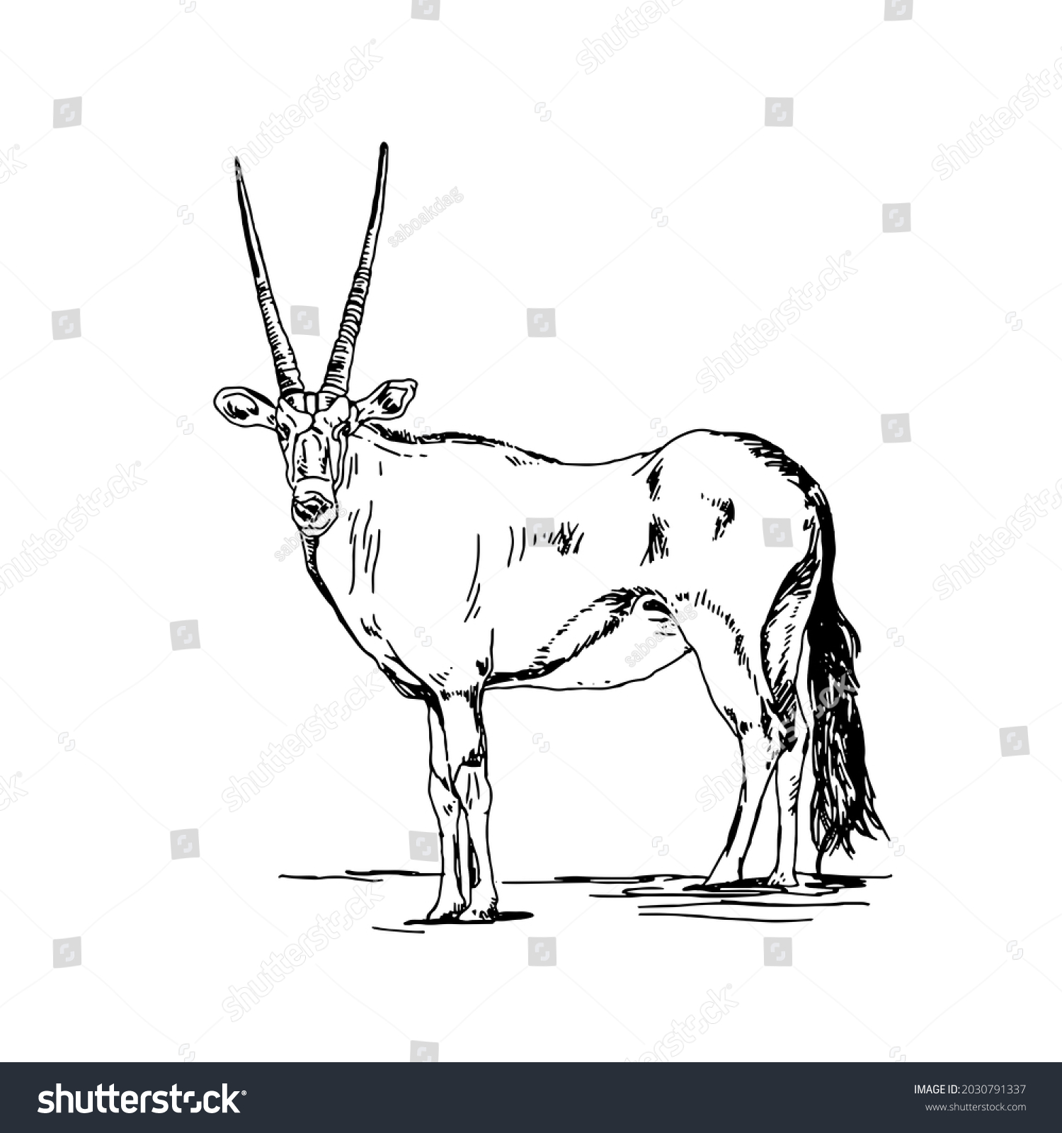 Antelope Drawing Line Art Black White Stock Illustration 2030791337