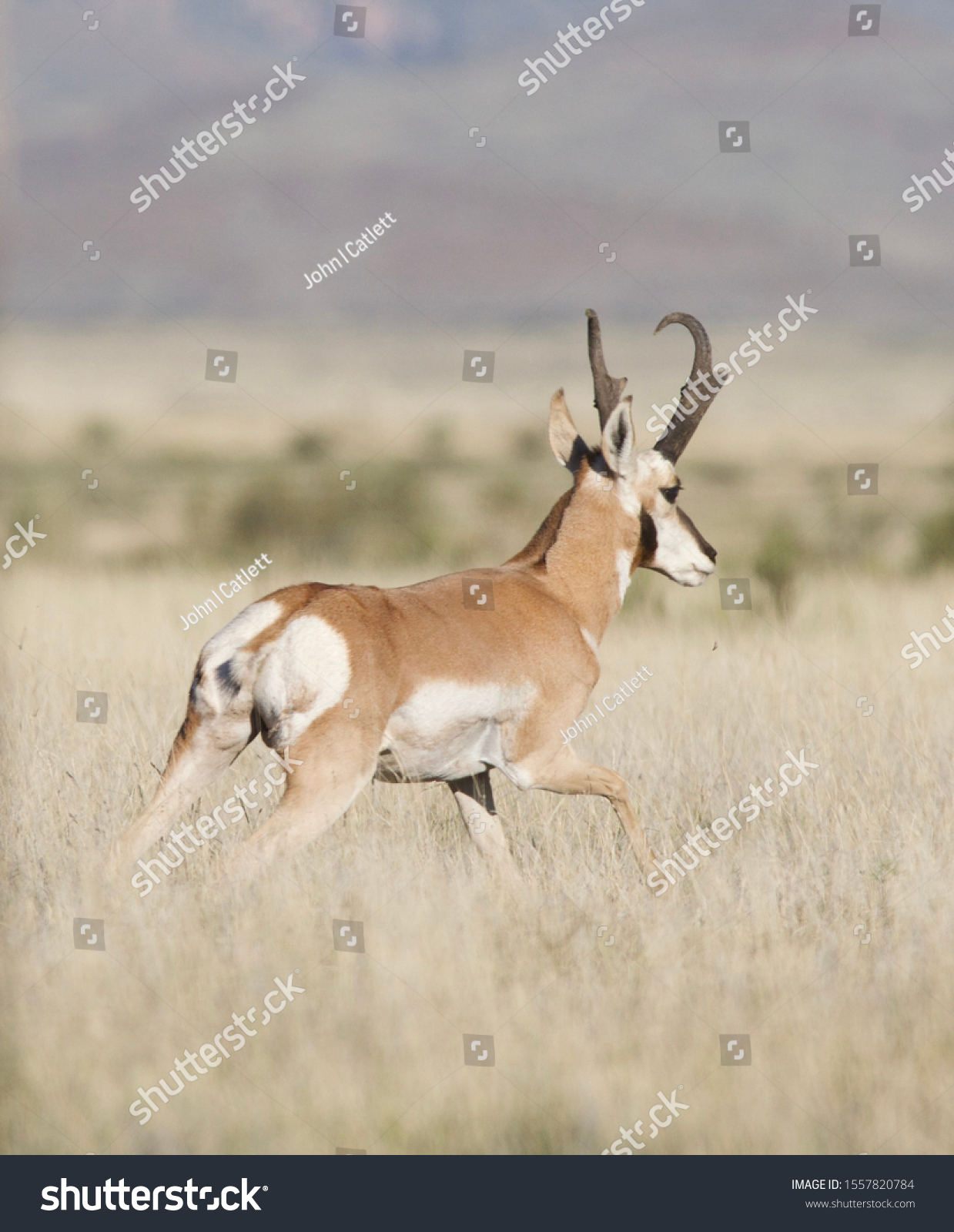 Antelope Pronghorn New Mexico Usa Stock Photo 1557820784 | Shutterstock