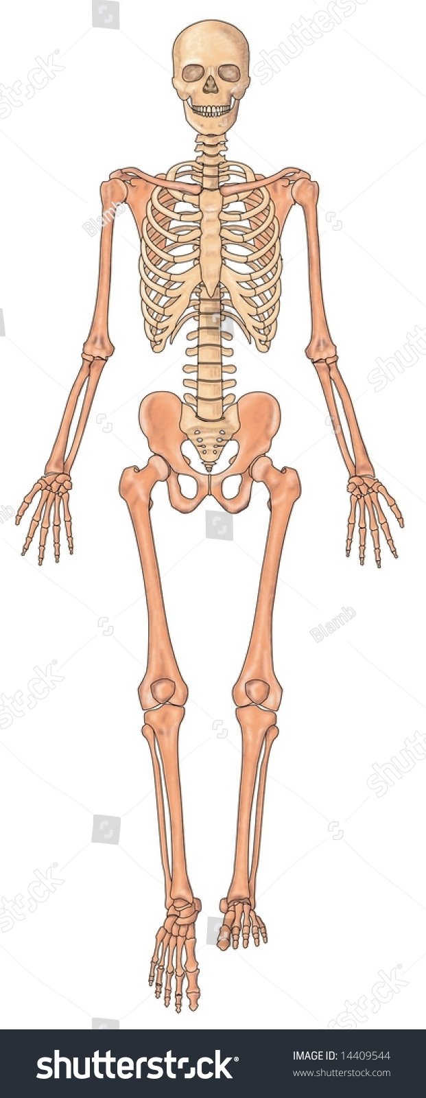 Anterior View Human Skeletal System Stock Photo 14409544 : Shutterstock