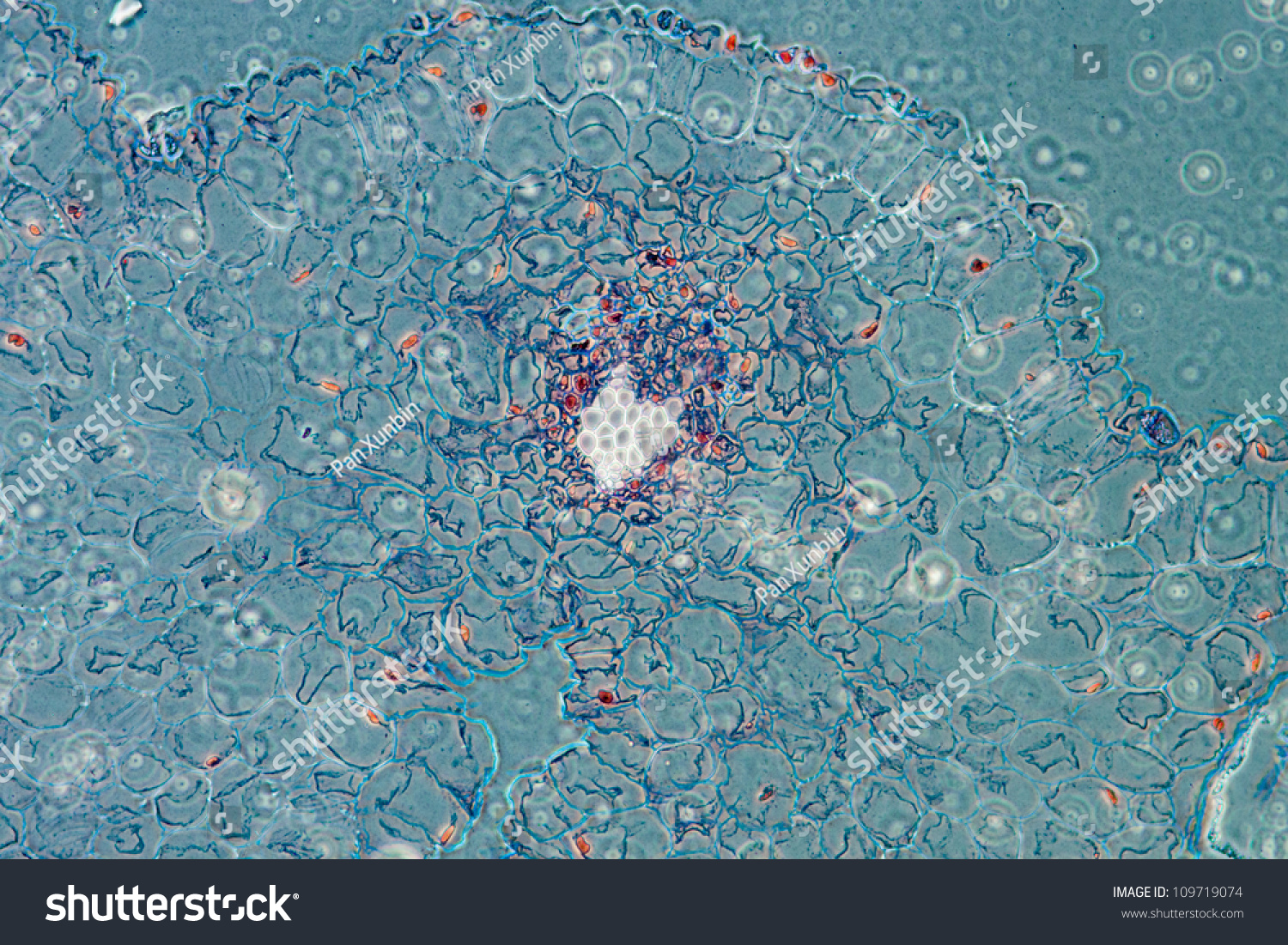 Anther Of Lily Flower, Lilium Brownii, Science Plant Cell Micrograph ...