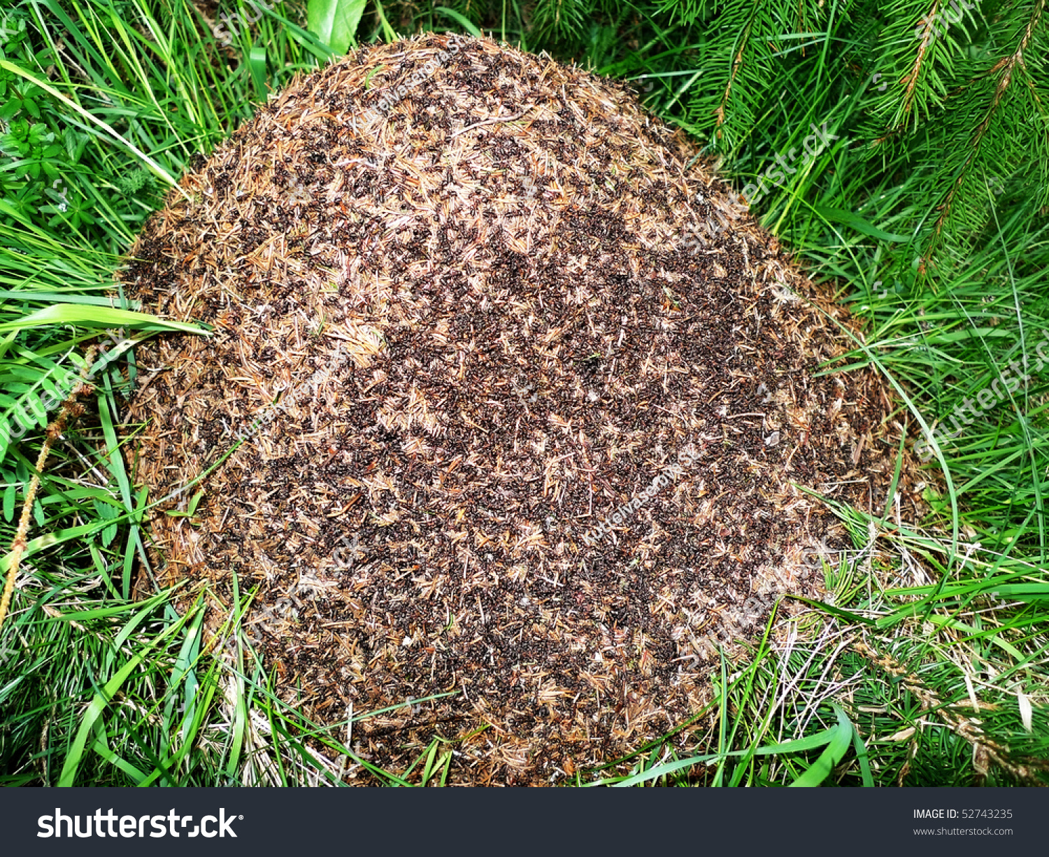 Anthill Stock Photo 52743235 : Shutterstock