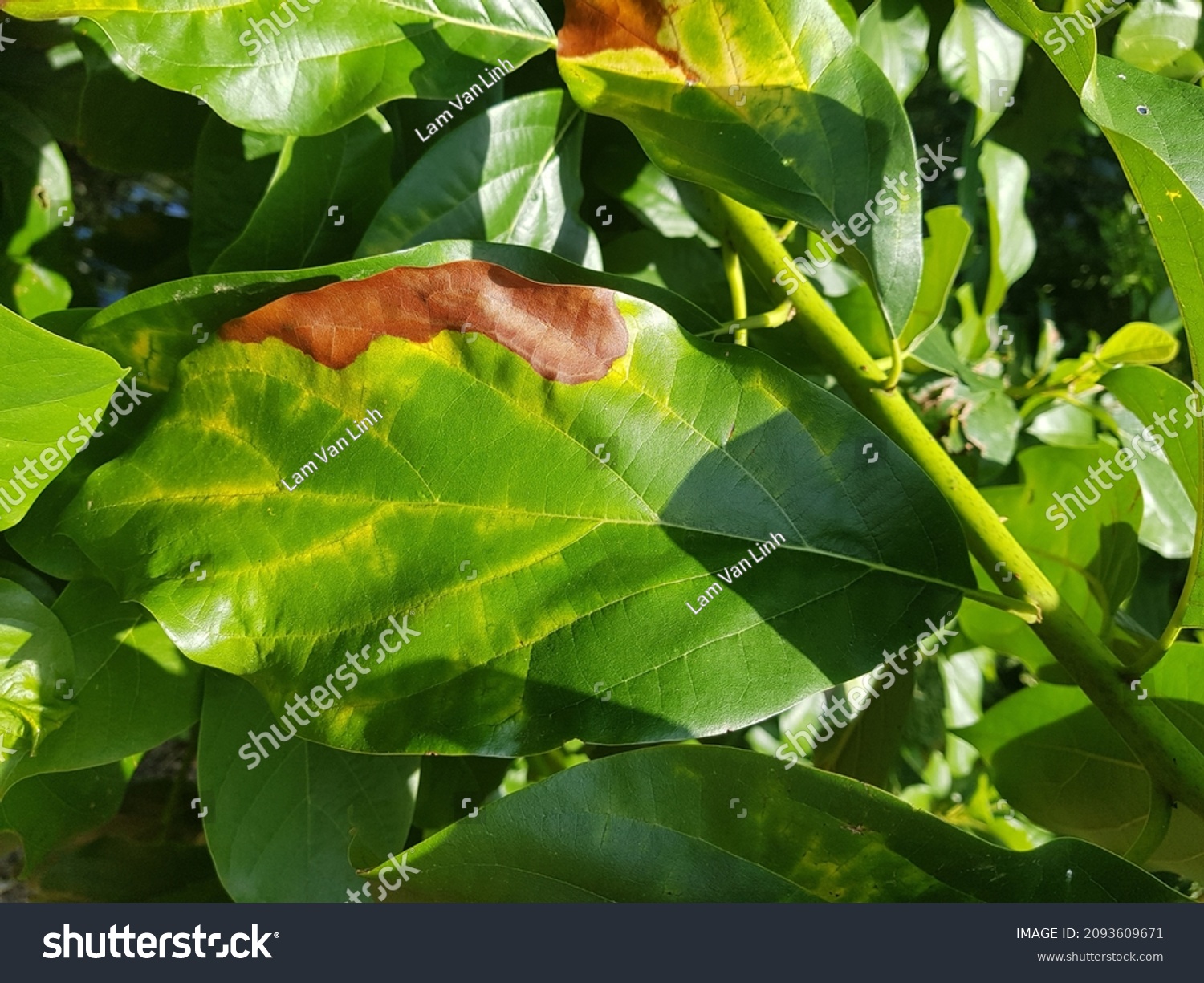 Anthracnose Colletotrichum Gloeosporioides On Avocado Leaves Stock ...