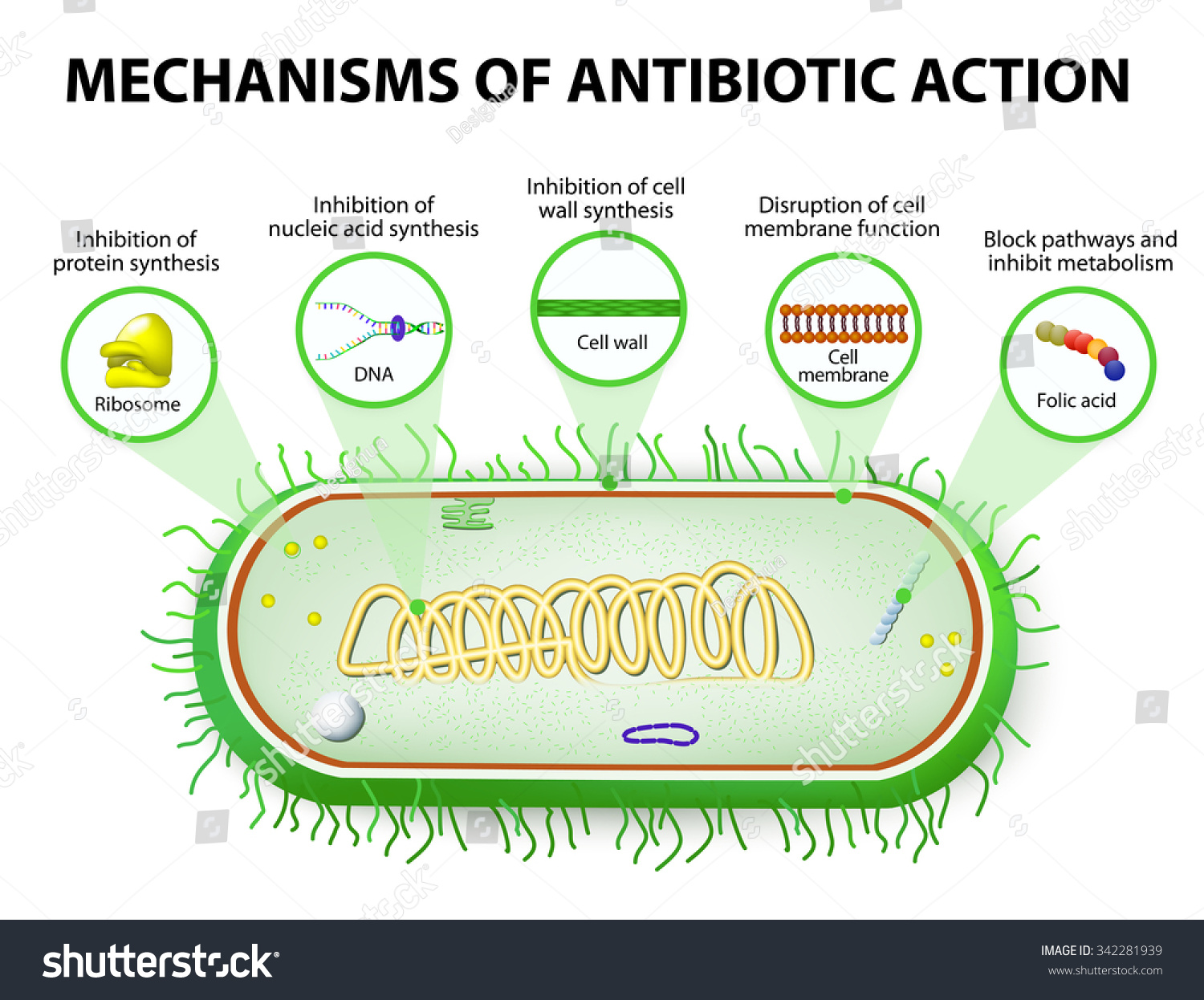 Antibiotic Mechanisms Action Antimicrobials Stock Illustration ...