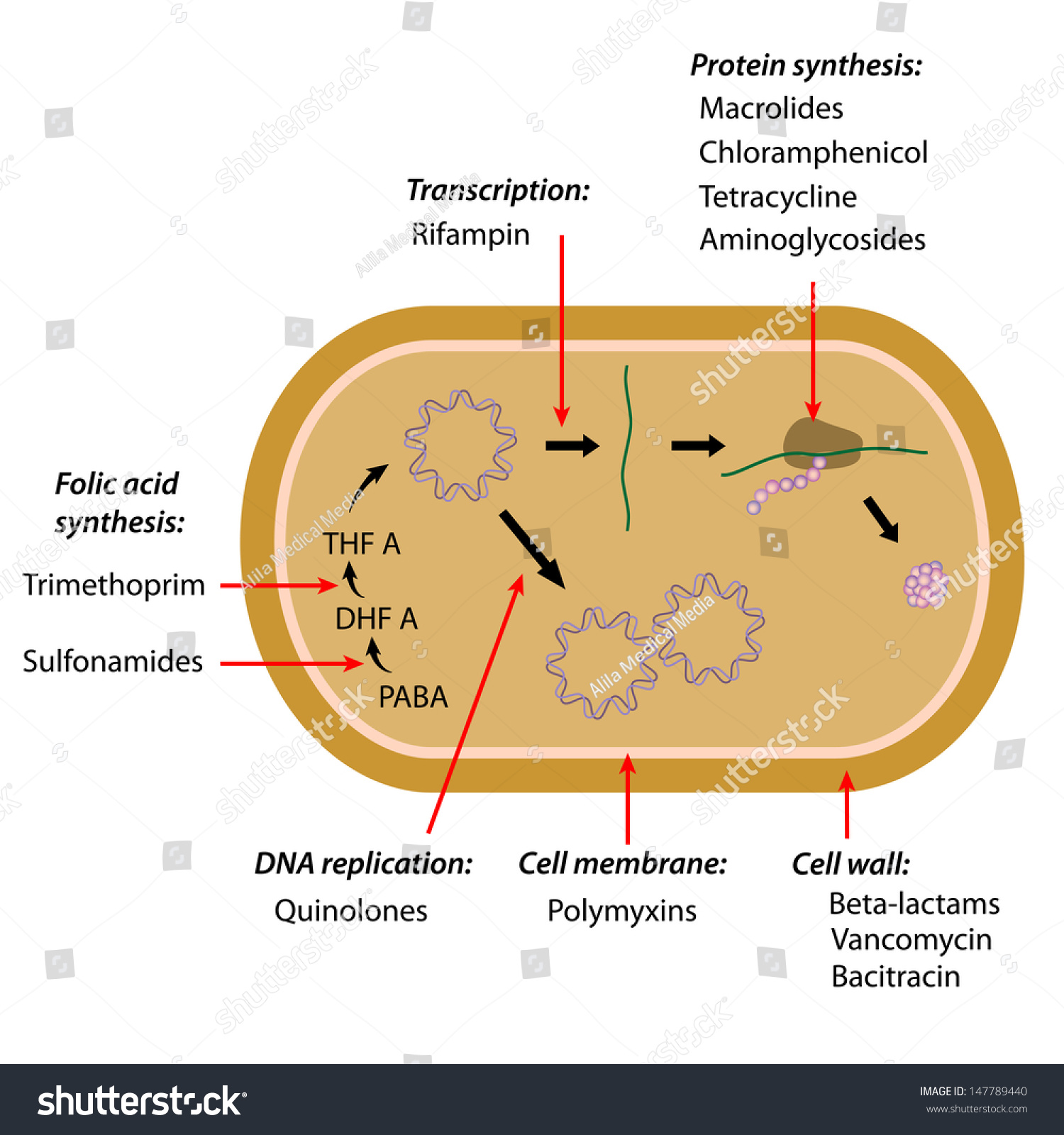 Antibiotics Sites Of Action Stock Photo 147789440 : Shutterstock