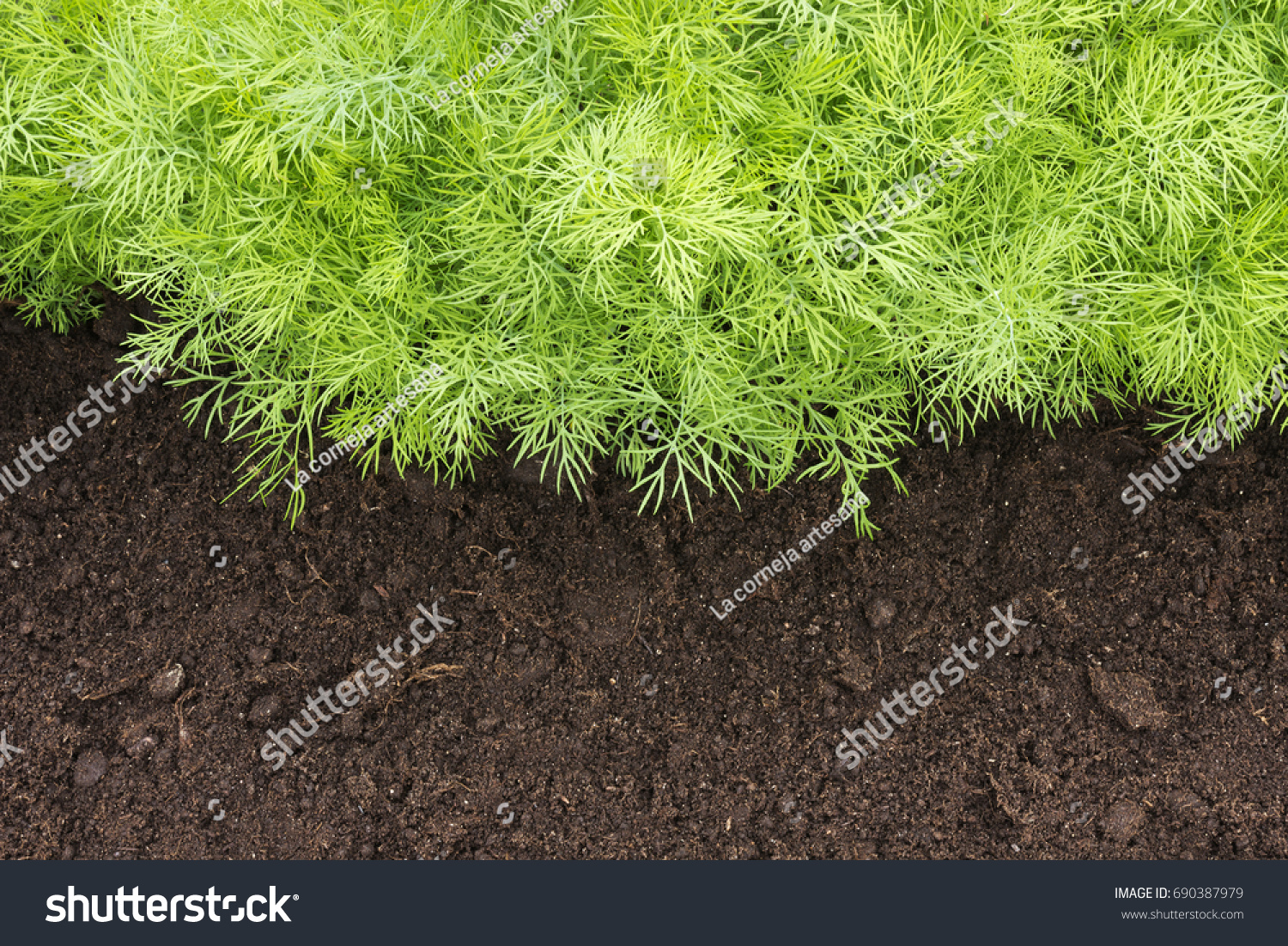 Antioxidant Kitchen Herbs On Eco Farm Stock Photo Edit Now 690387979