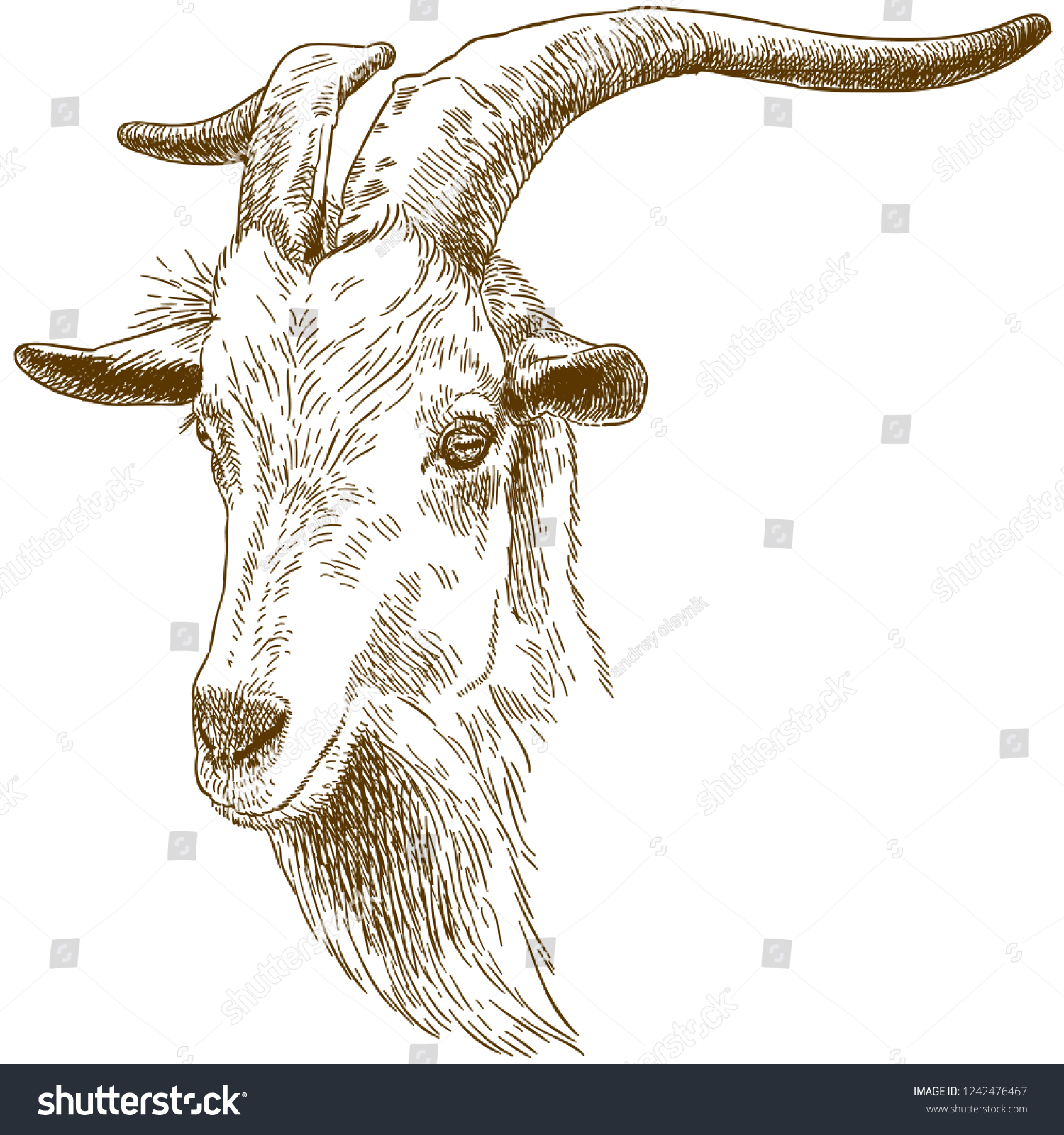 Antique Engraving Drawing Illustration Big Goat Stock Illustration ...