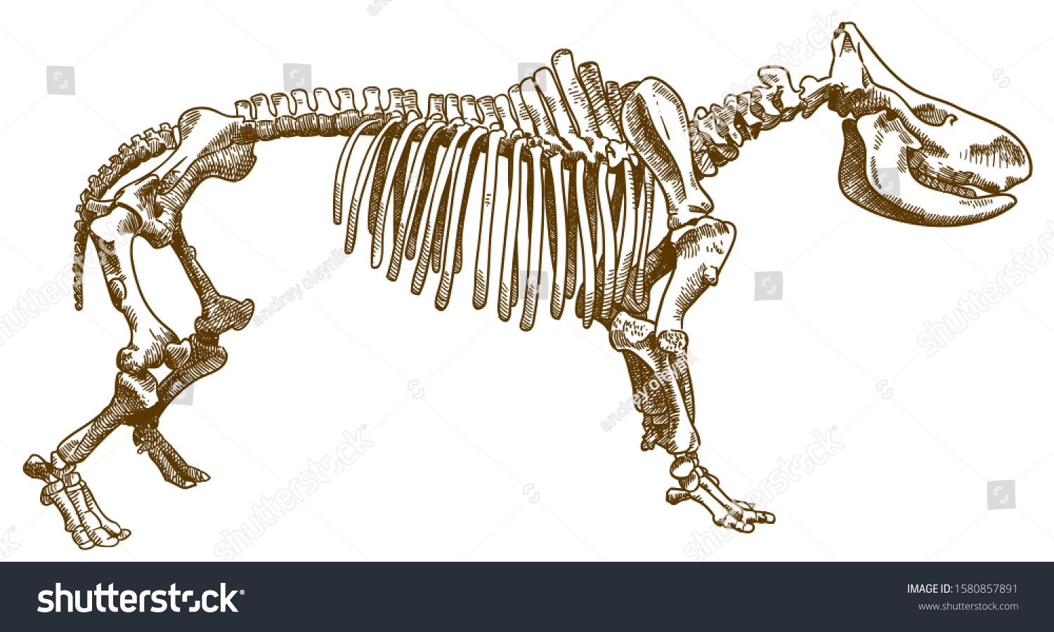 Antique Engraving Drawing Illustration Rhinoceros Skeleton Stock ...