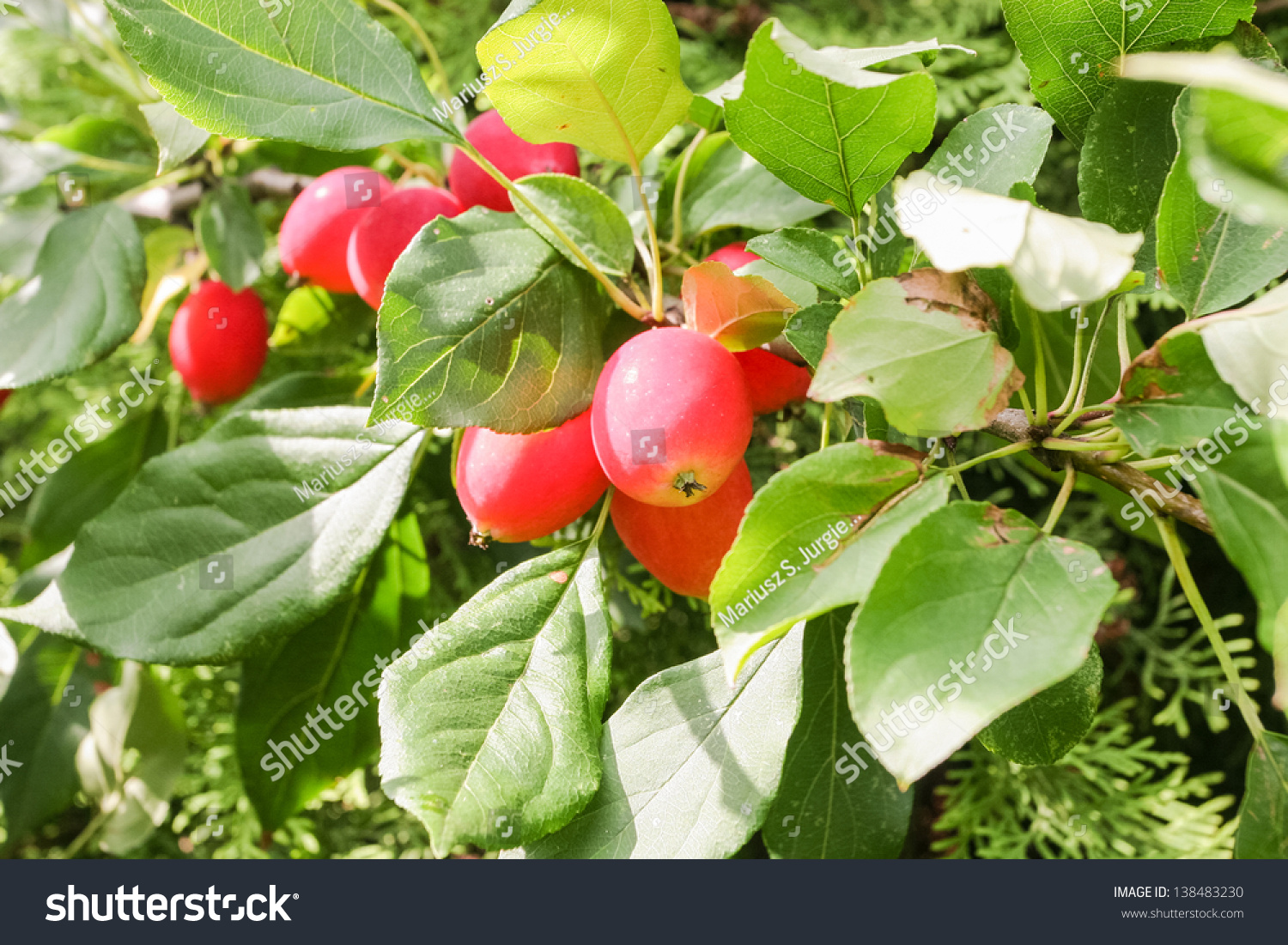 Any Of The Wild Varieties Of Apple Tree, Genus Malus, Which Generally ...