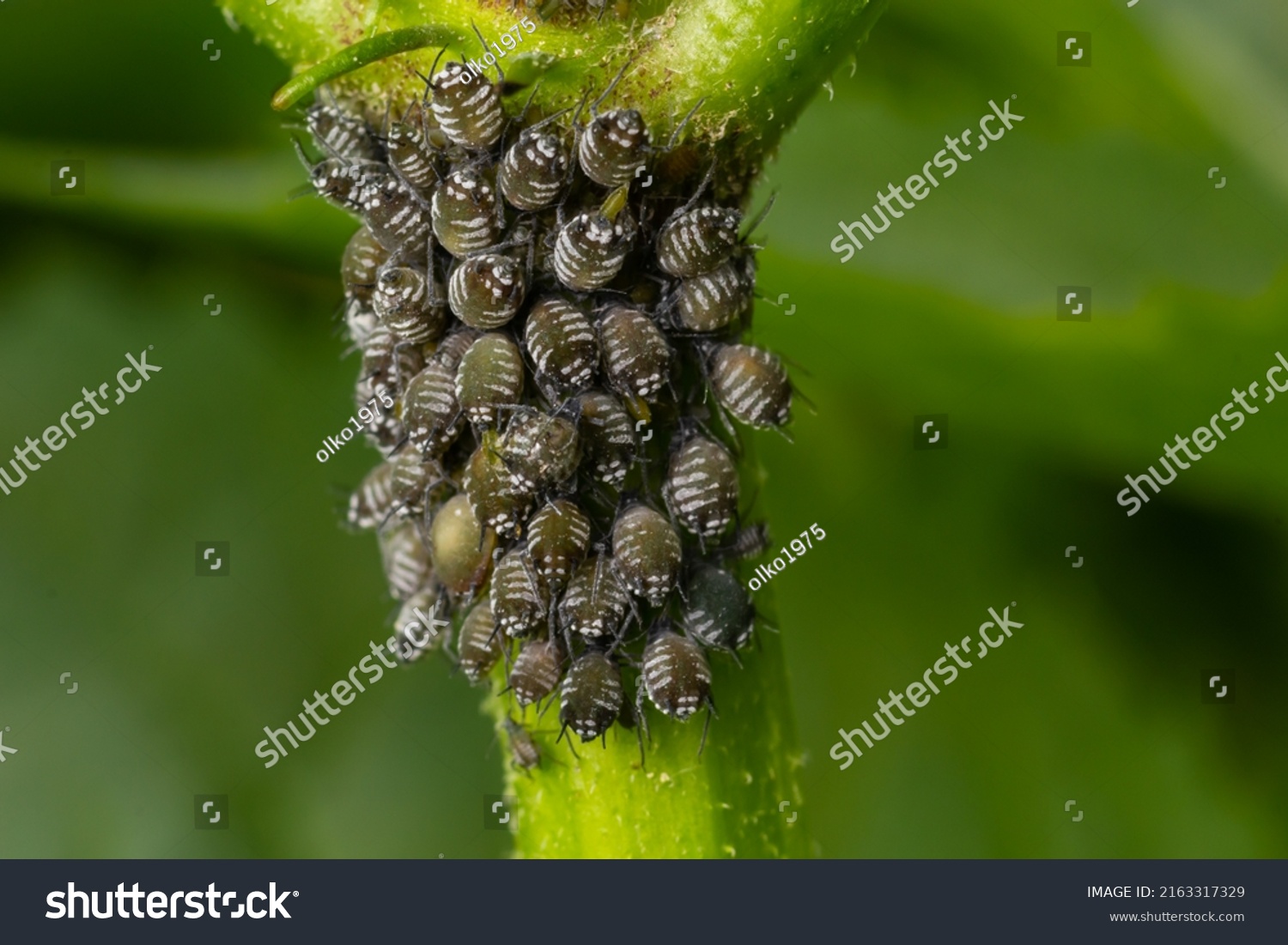 Aphids Curled Foliage Close Leaf Curled Stock Photo 2163317329 ...